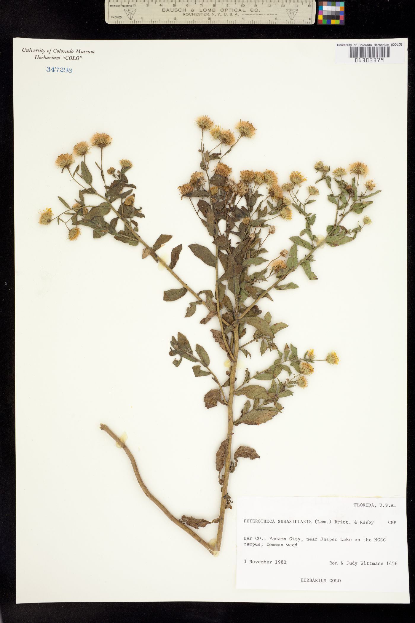 Heterotheca subaxillaris image