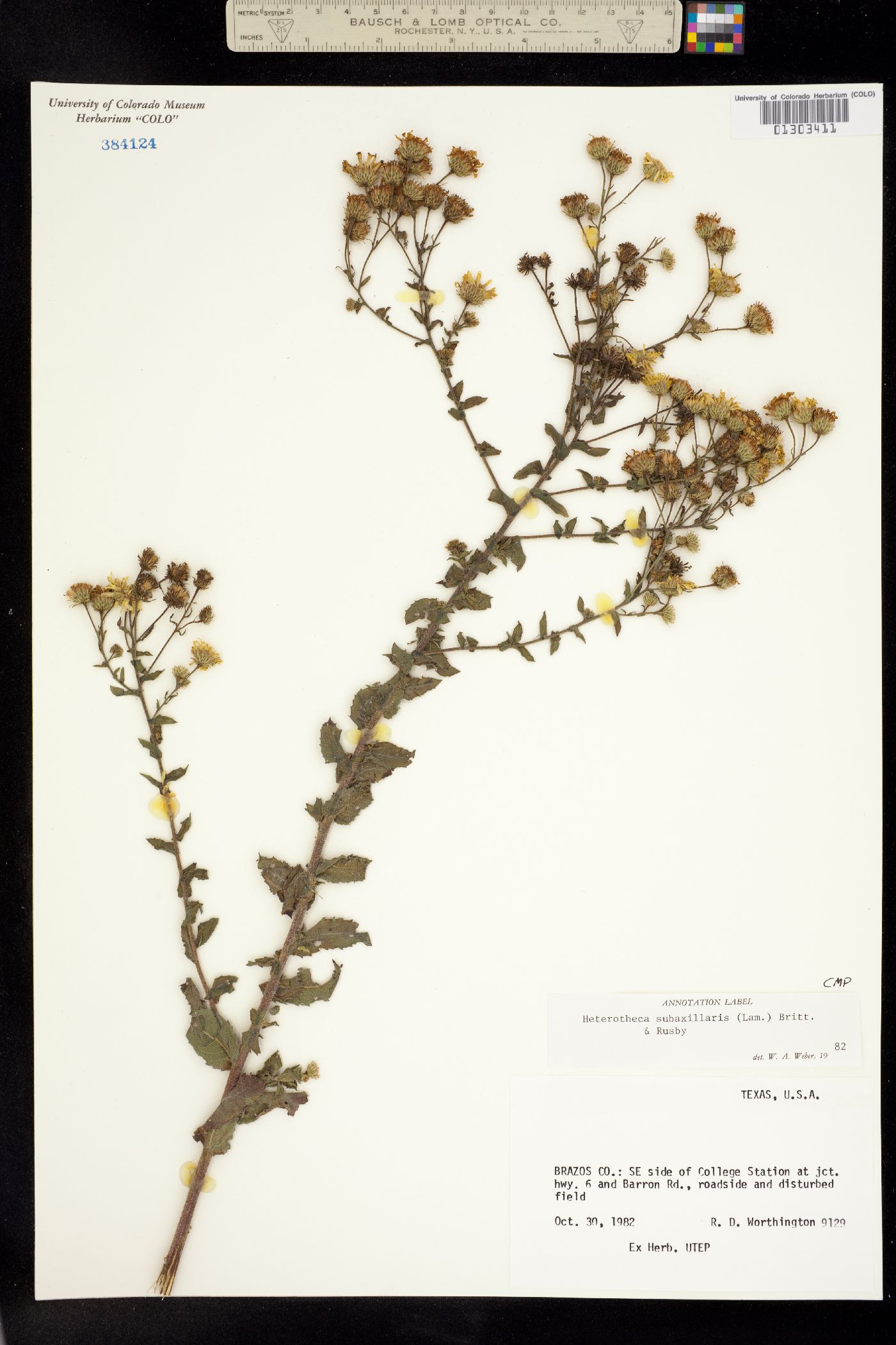 Heterotheca subaxillaris image