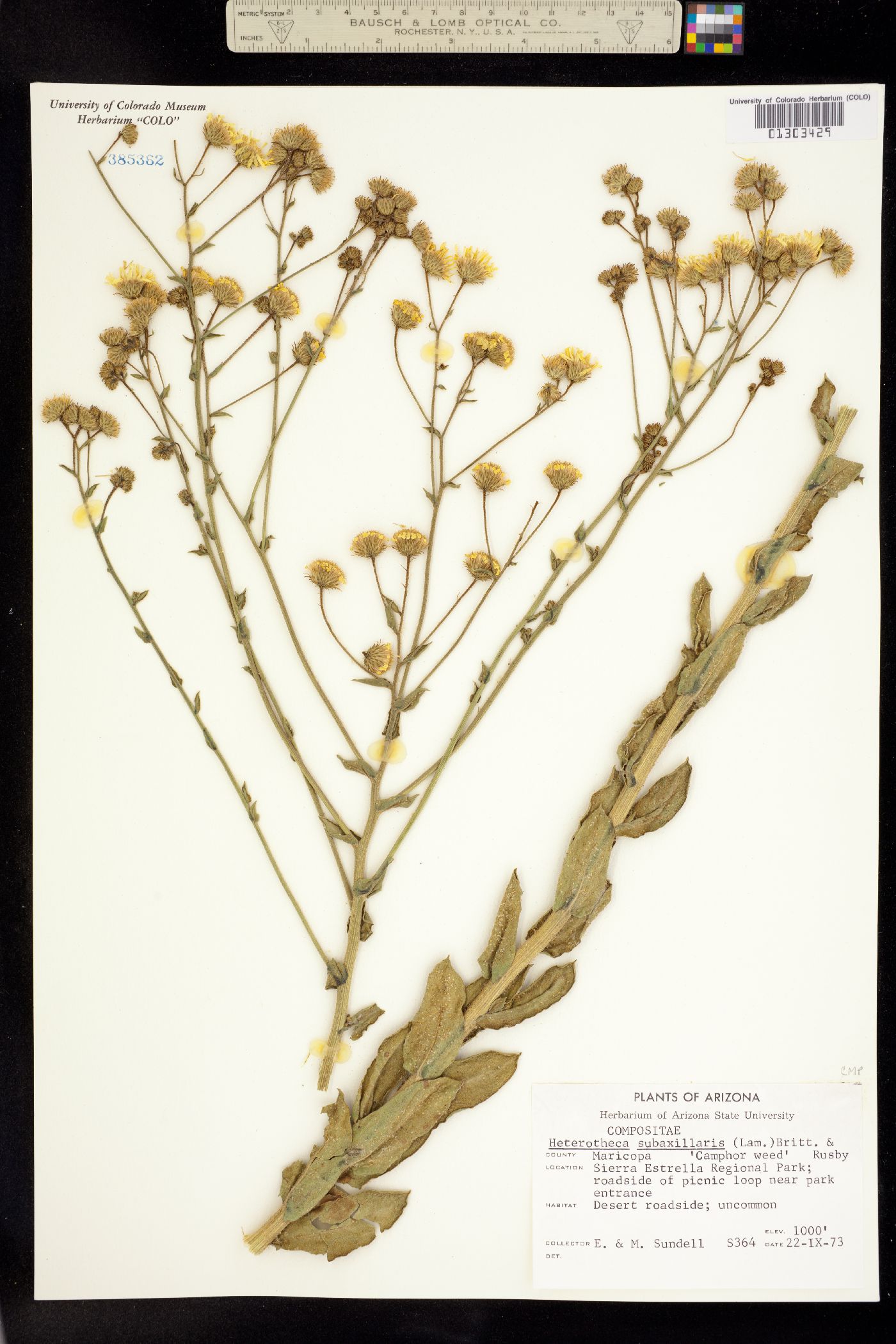 Heterotheca subaxillaris image