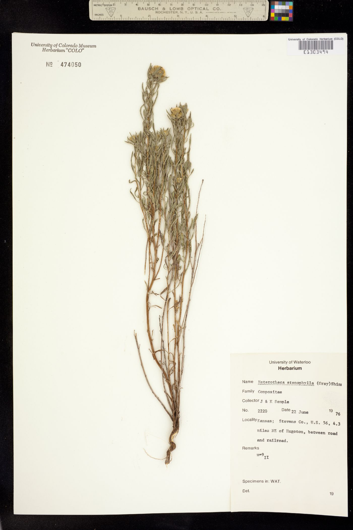 Heterotheca stenophylla image