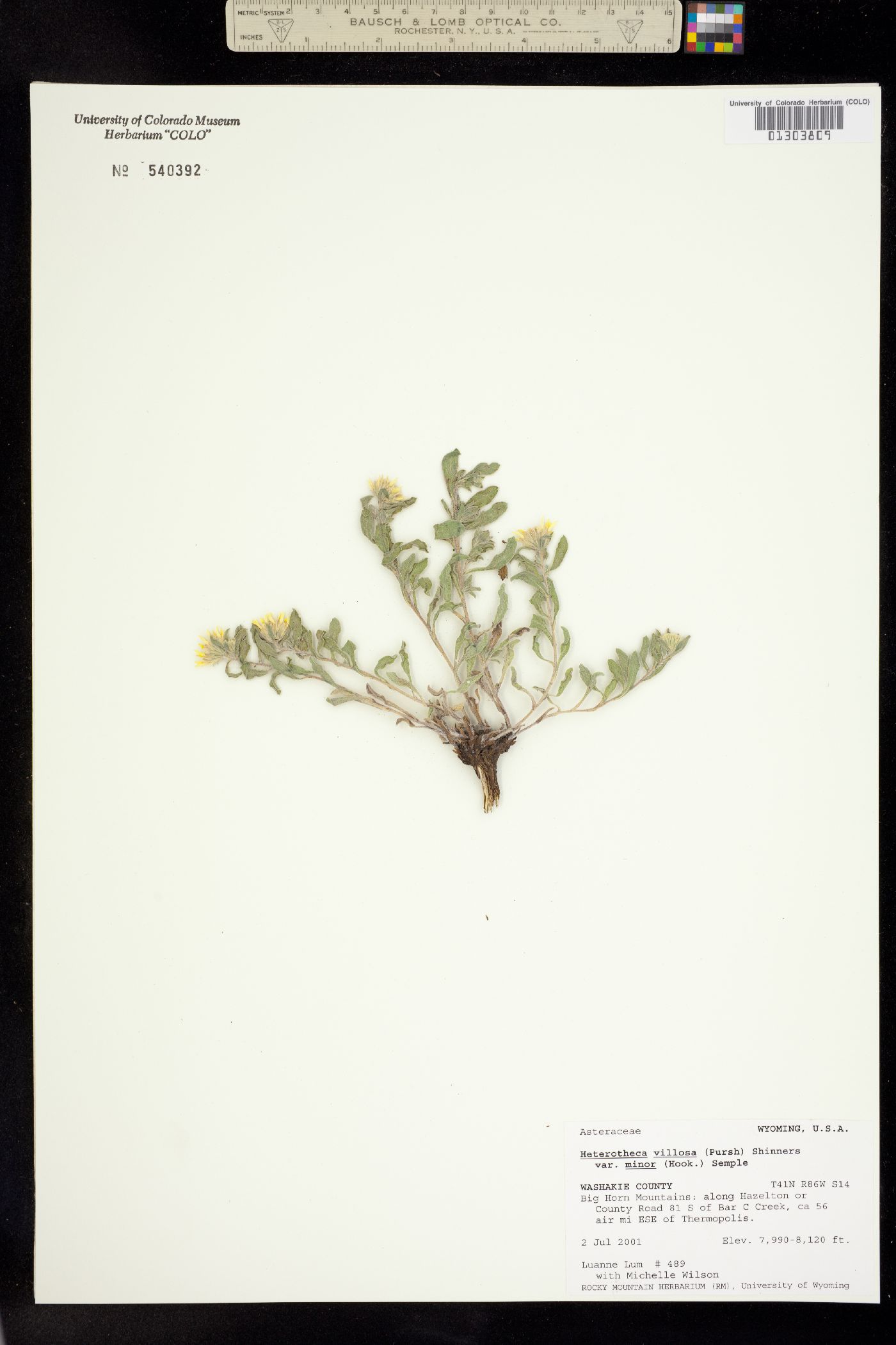 Heterotheca villosa var. minor image