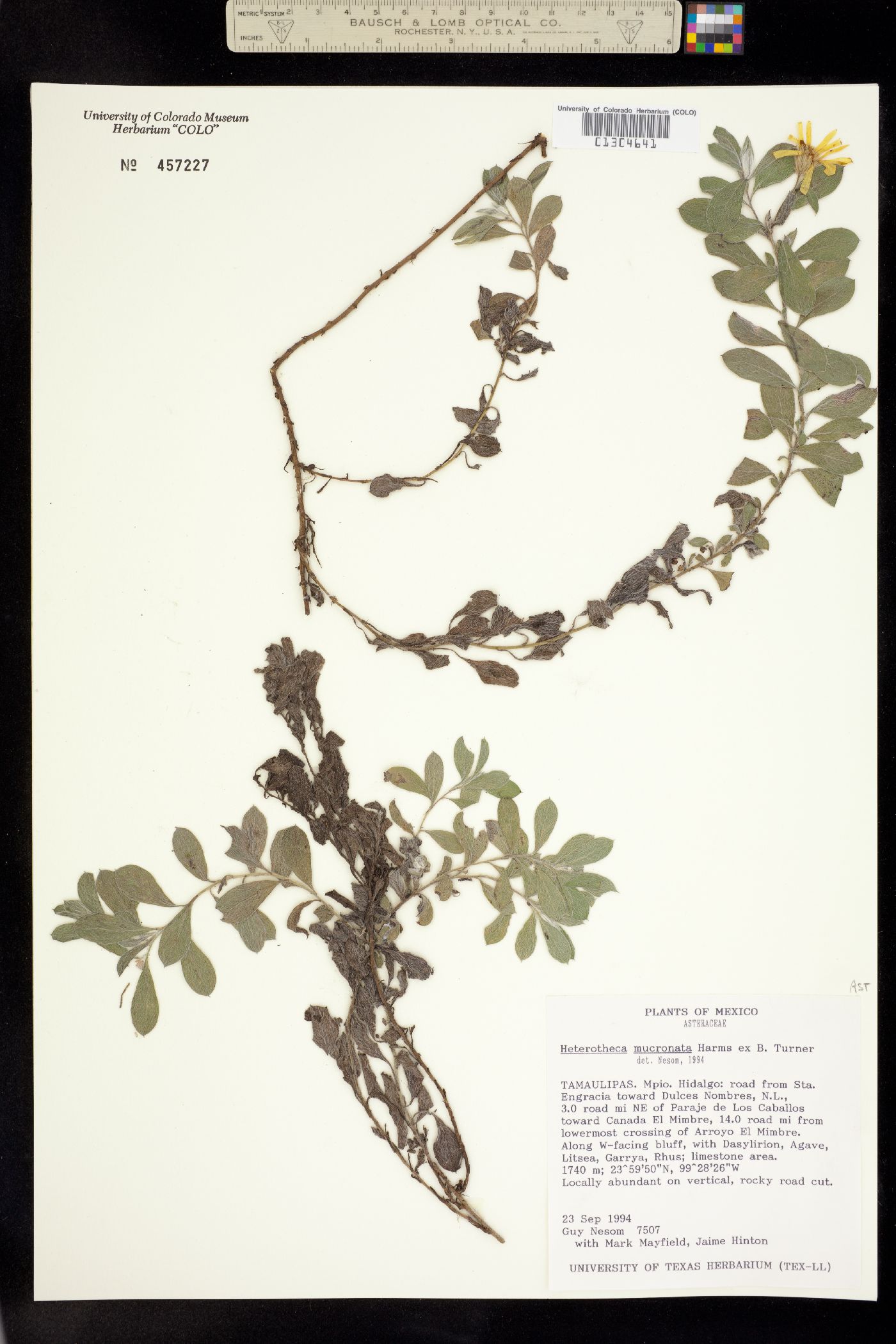 Heterotheca mucronata image