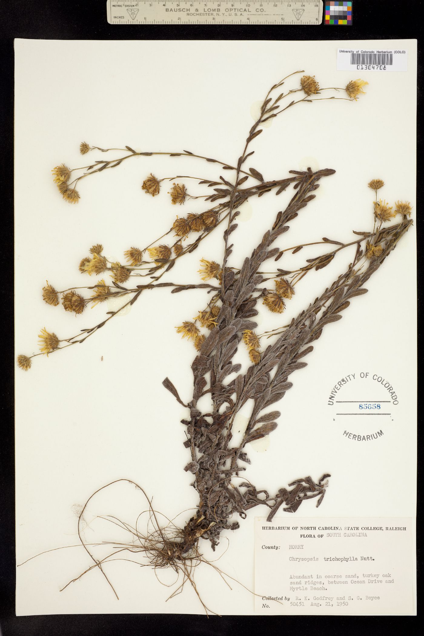 Heterotheca trichophylla image