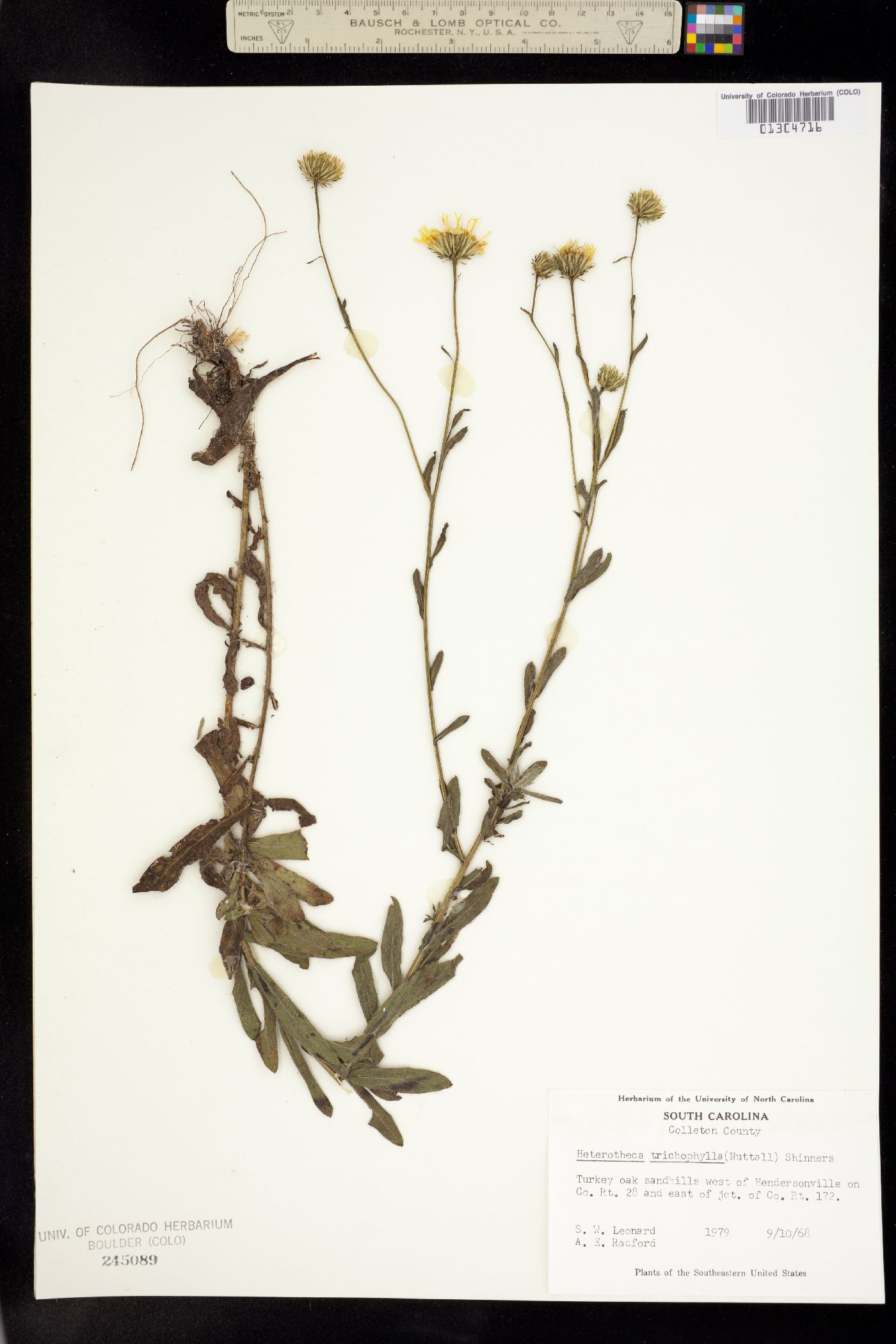 Heterotheca trichophylla image