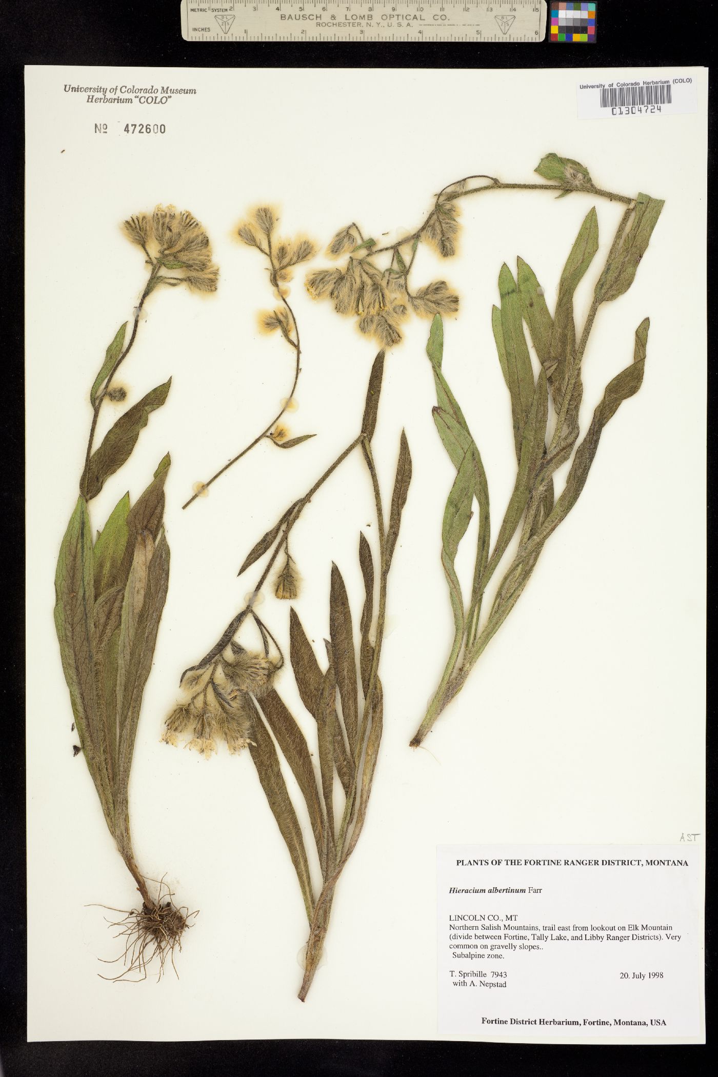 Hieracium image