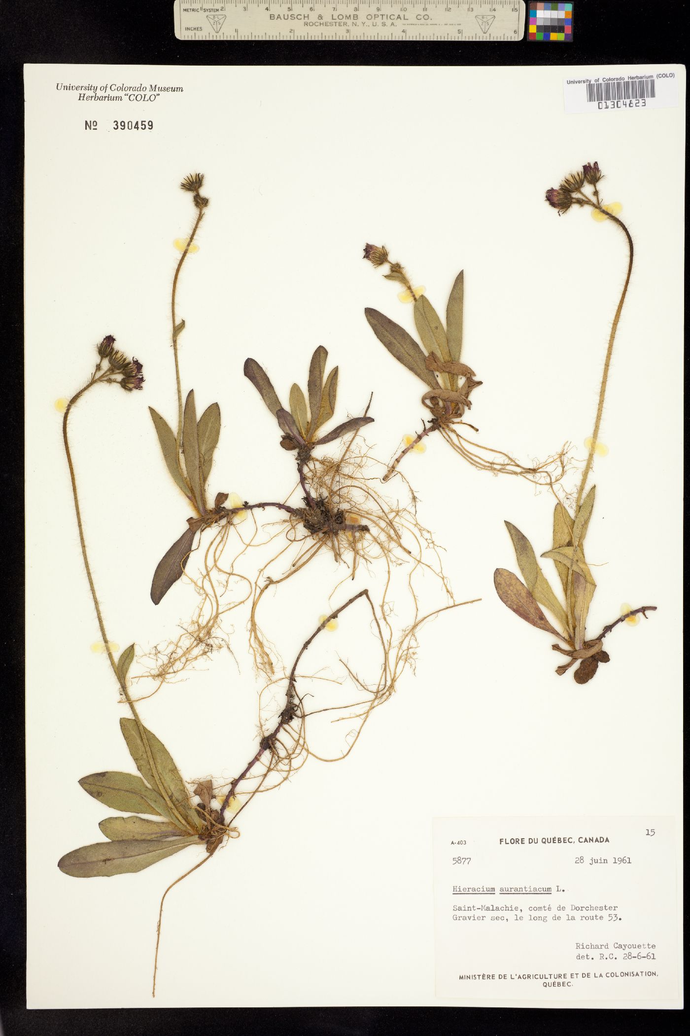 Hieracium aurantiacum image