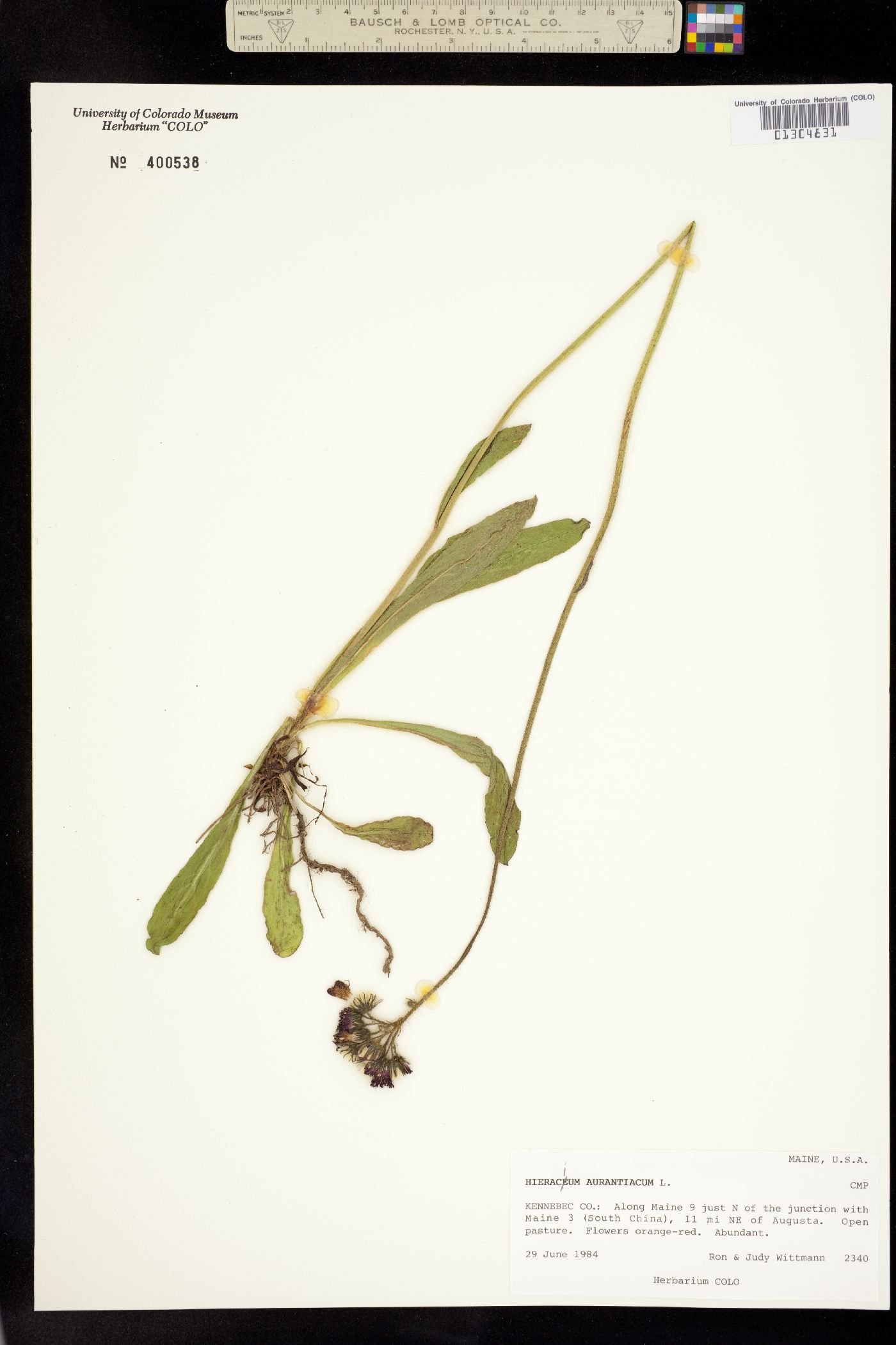 Hieracium aurantiacum image