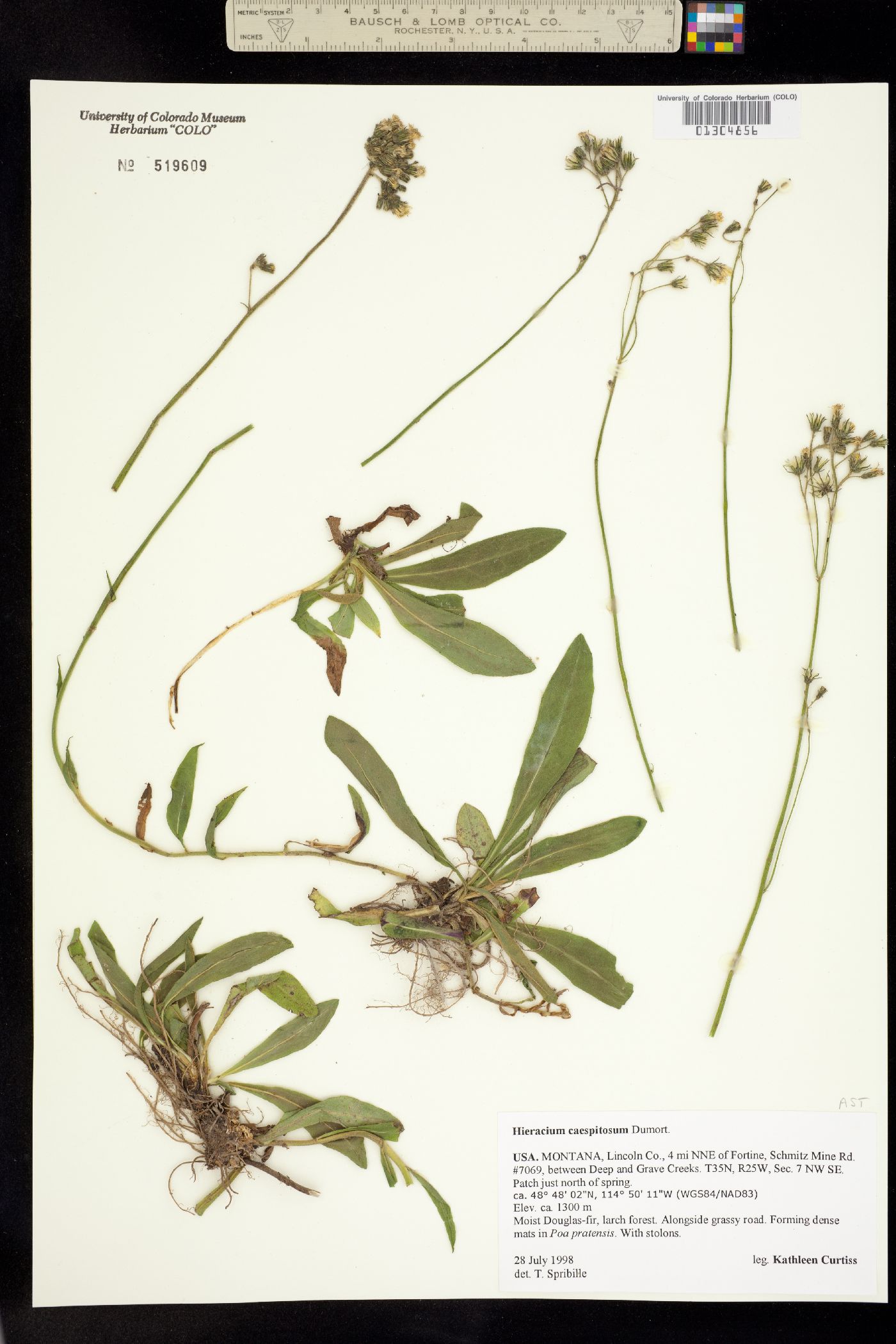 Hieracium caespitosum image