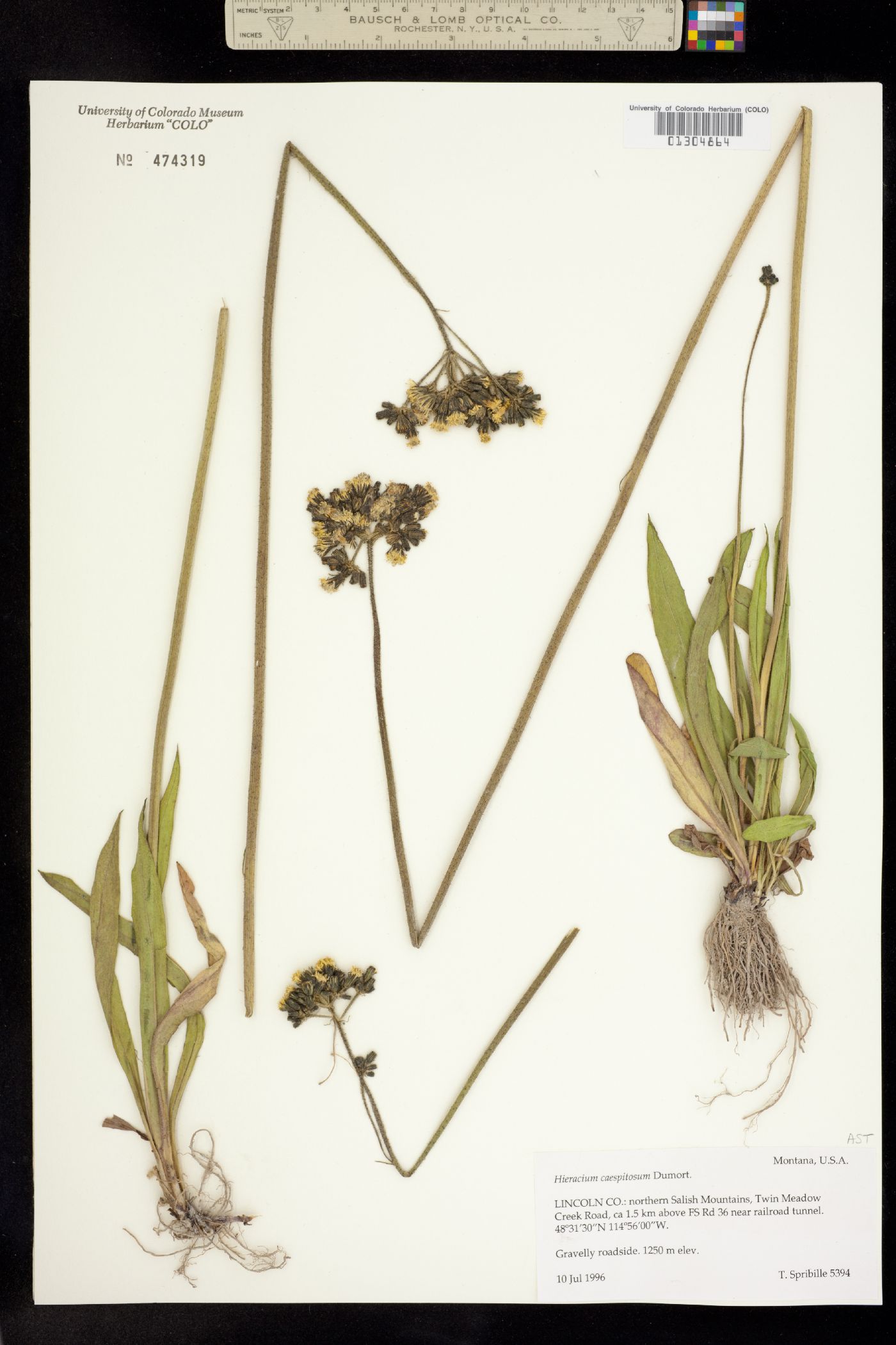 Hieracium caespitosum image