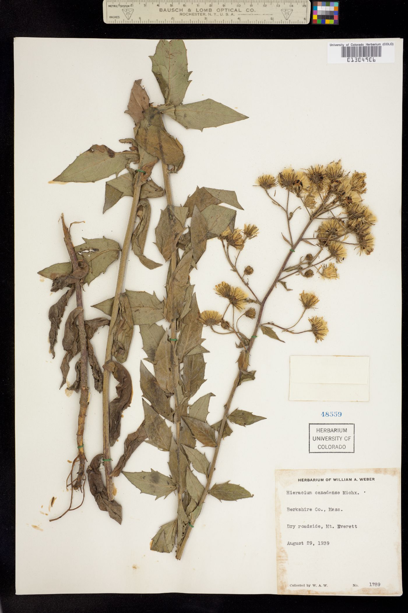 Hieracium canadense image