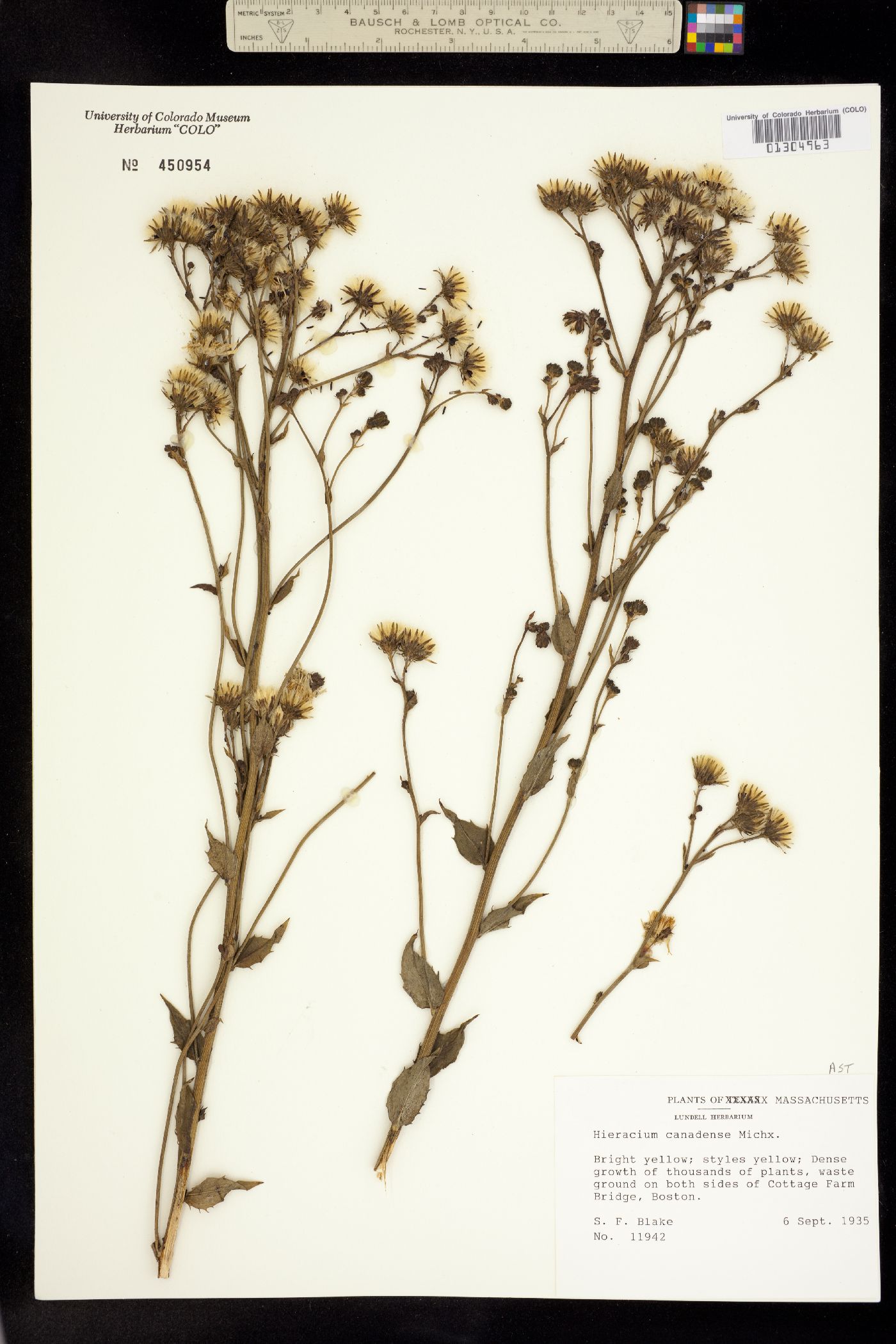 Hieracium canadense image