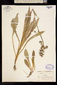 Hieracium crepidispermum image