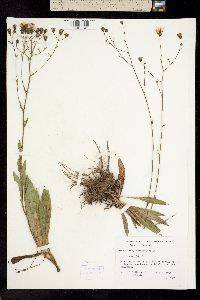 Hieracium cynoglossoides image