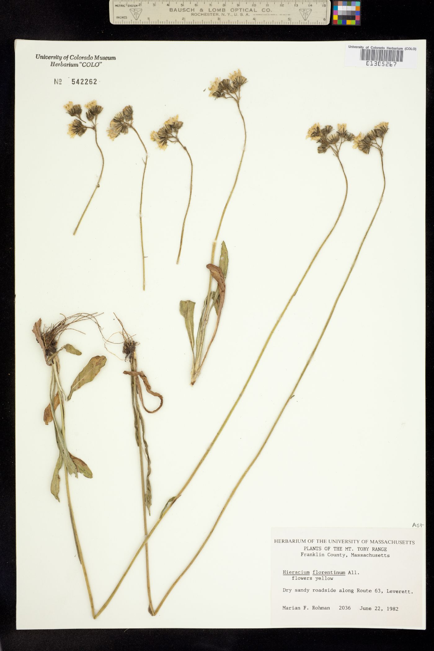 Hieracium piloselloides image