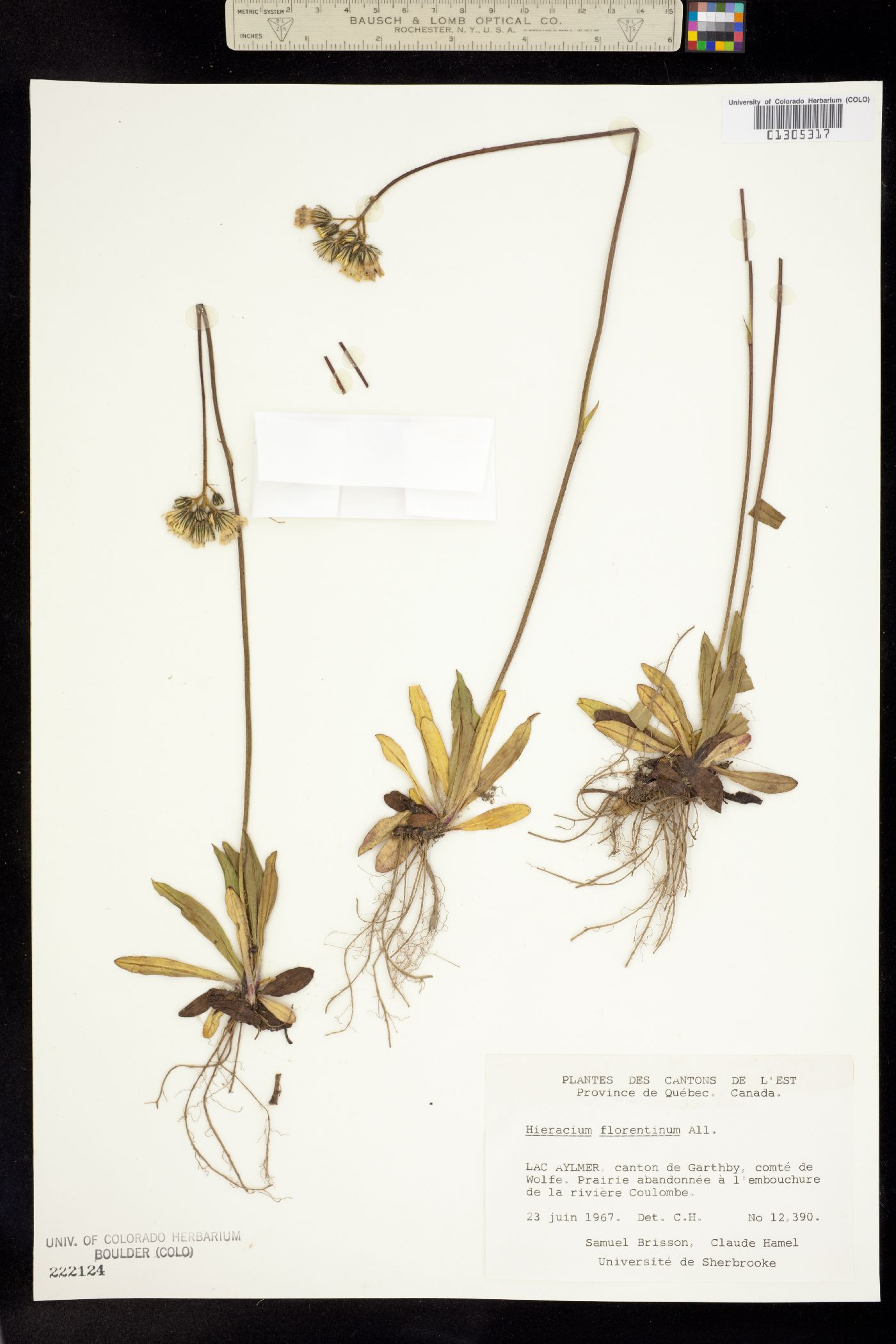 Hieracium piloselloides image