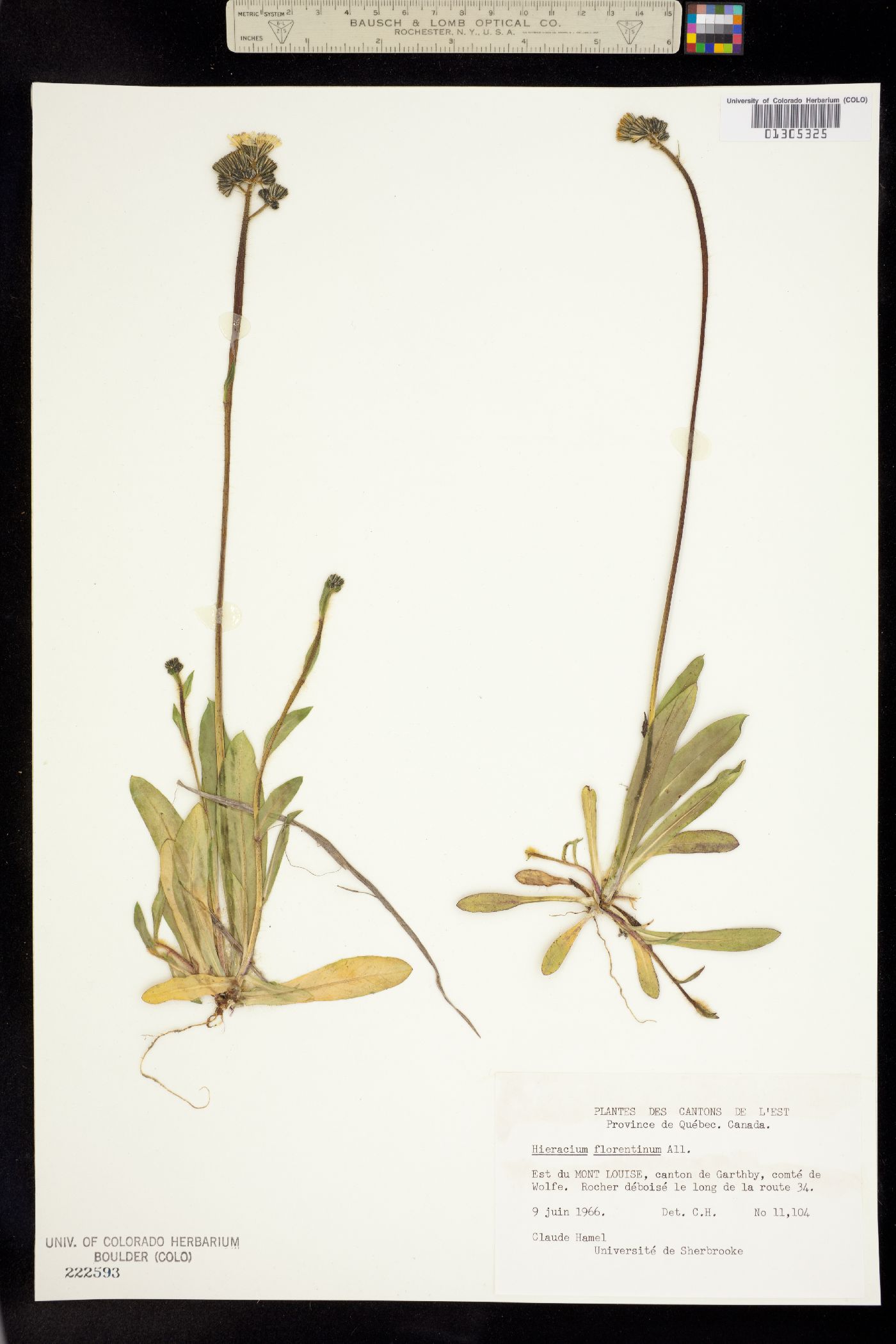 Hieracium piloselloides image