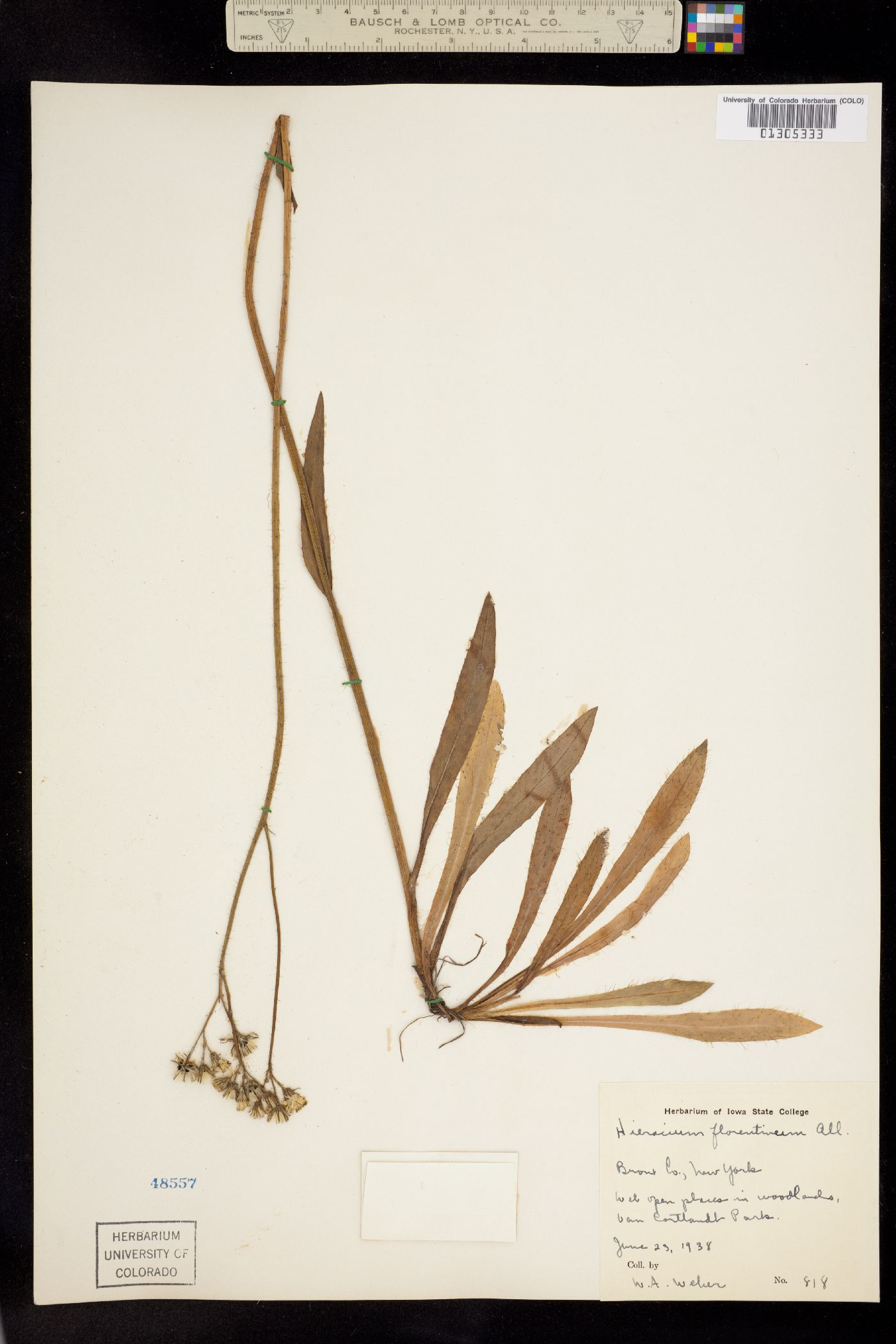 Hieracium piloselloides image
