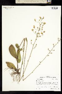 Image of Hieracium gronovii