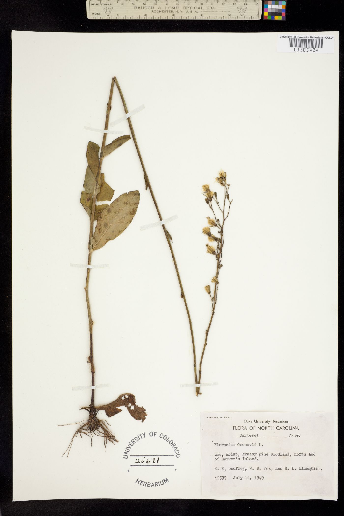 Hieracium gronovii image