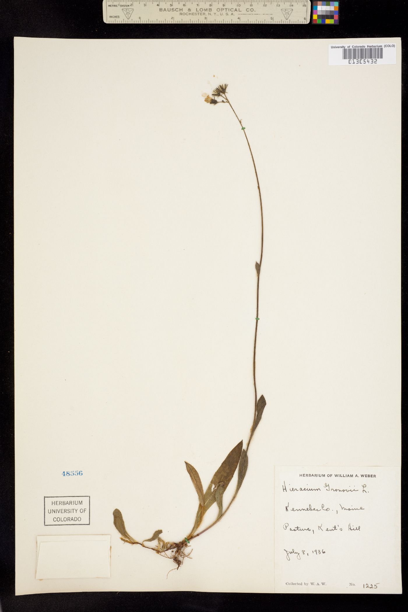 Hieracium gronovii image