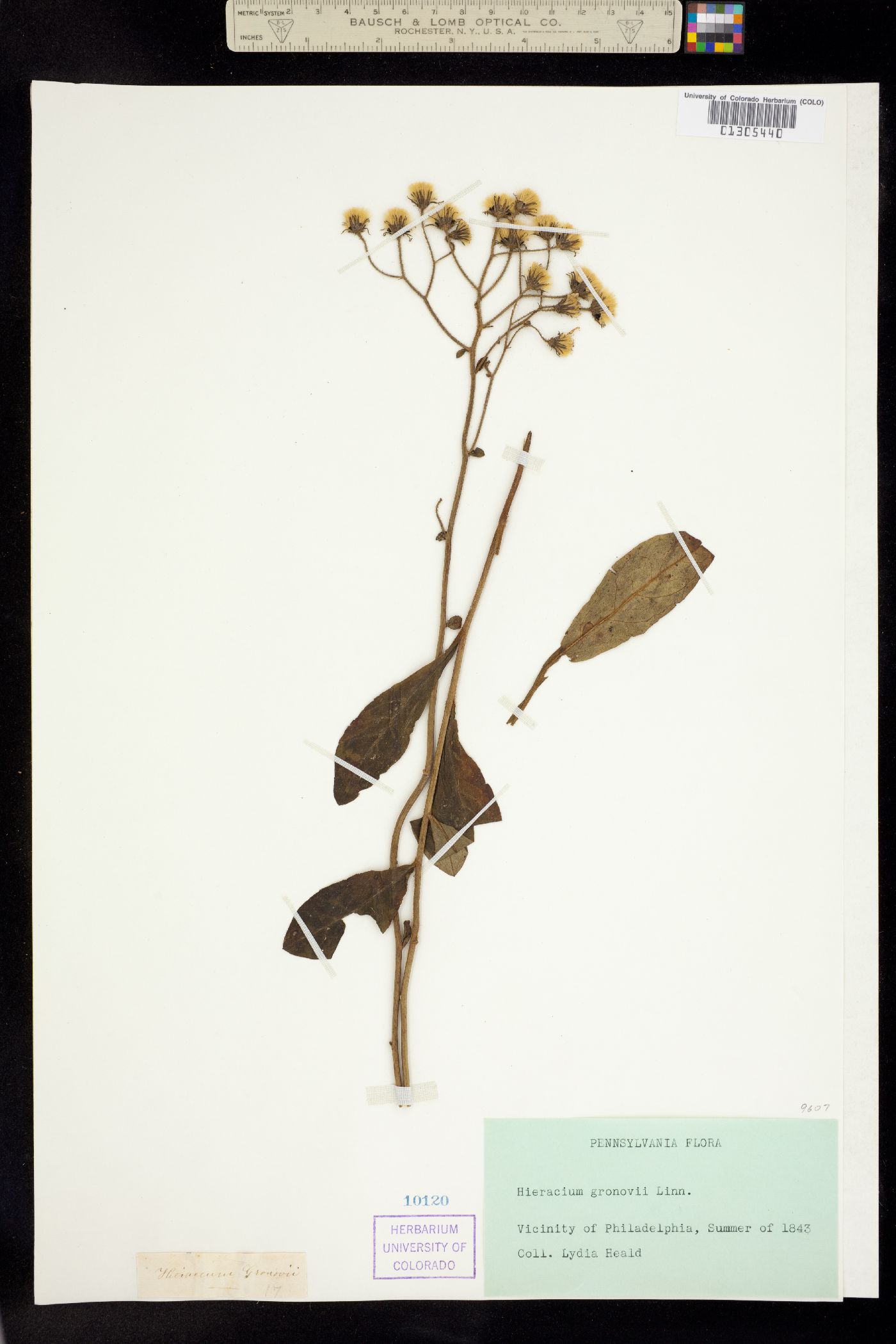 Hieracium gronovii image