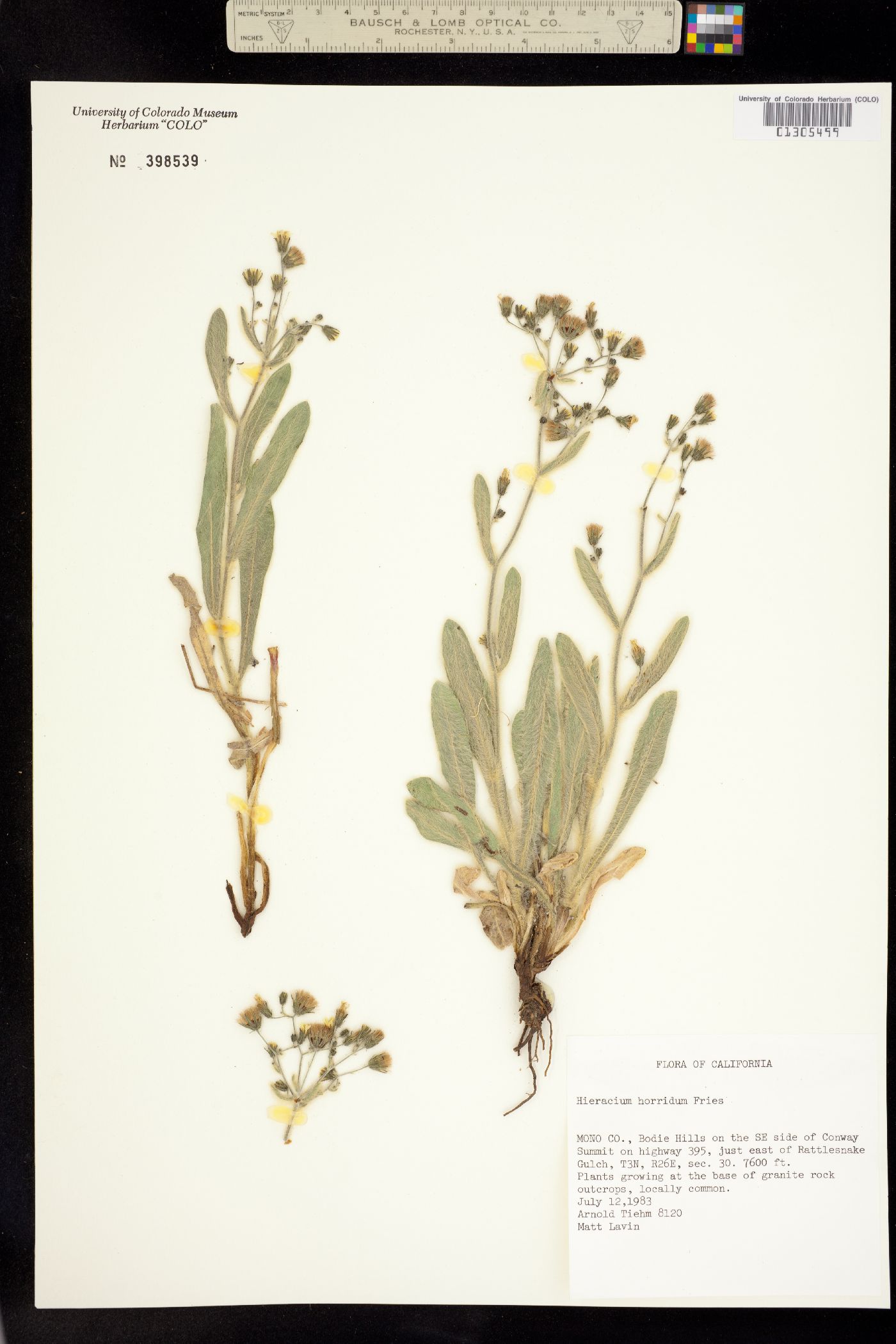 Hieracium horridum image