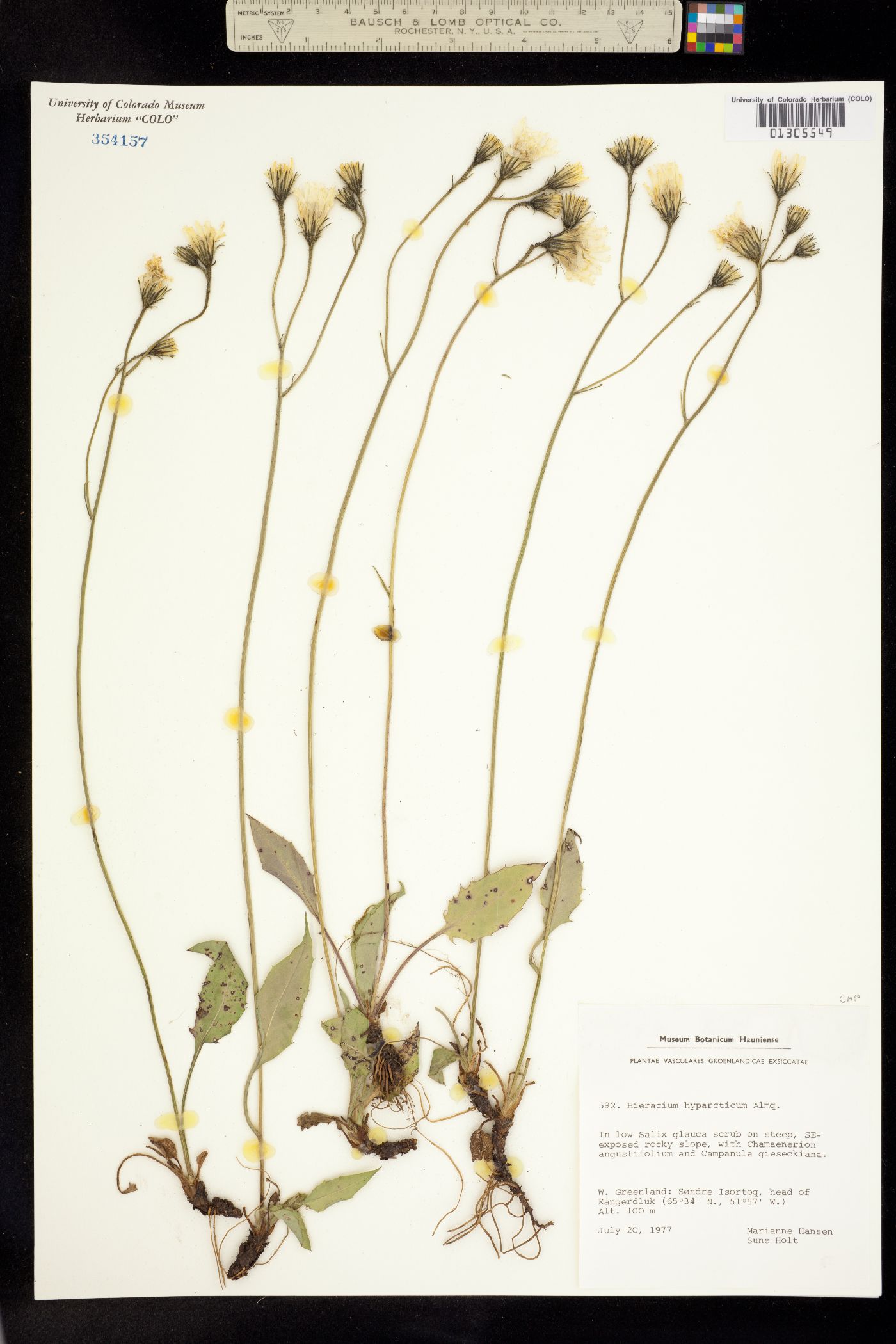 Hieracium murorum image