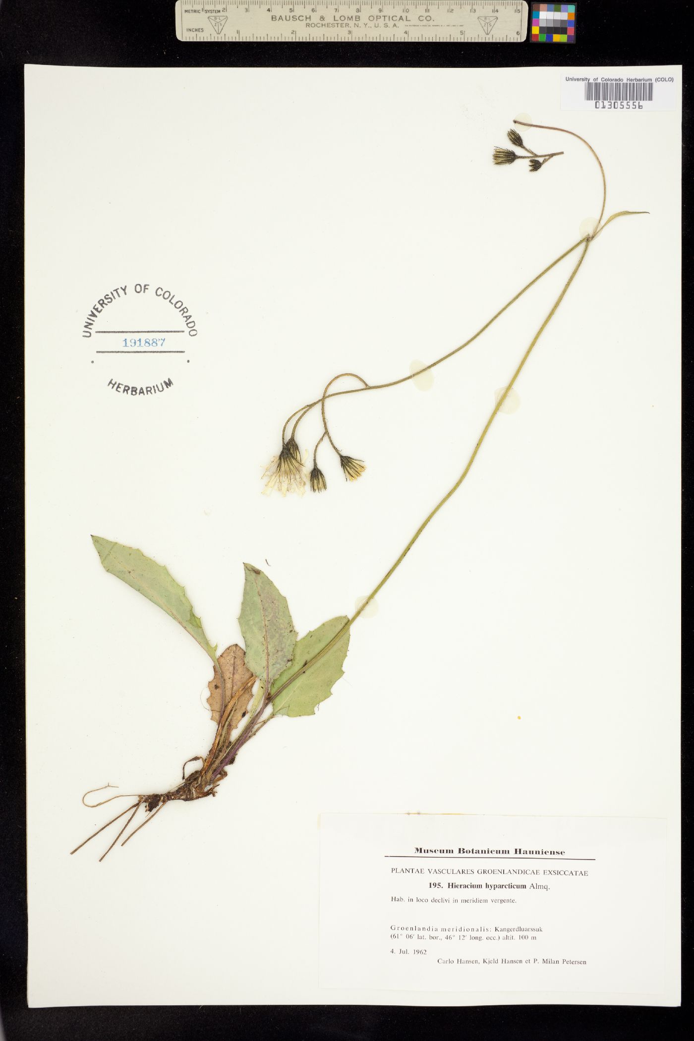 Hieracium murorum image