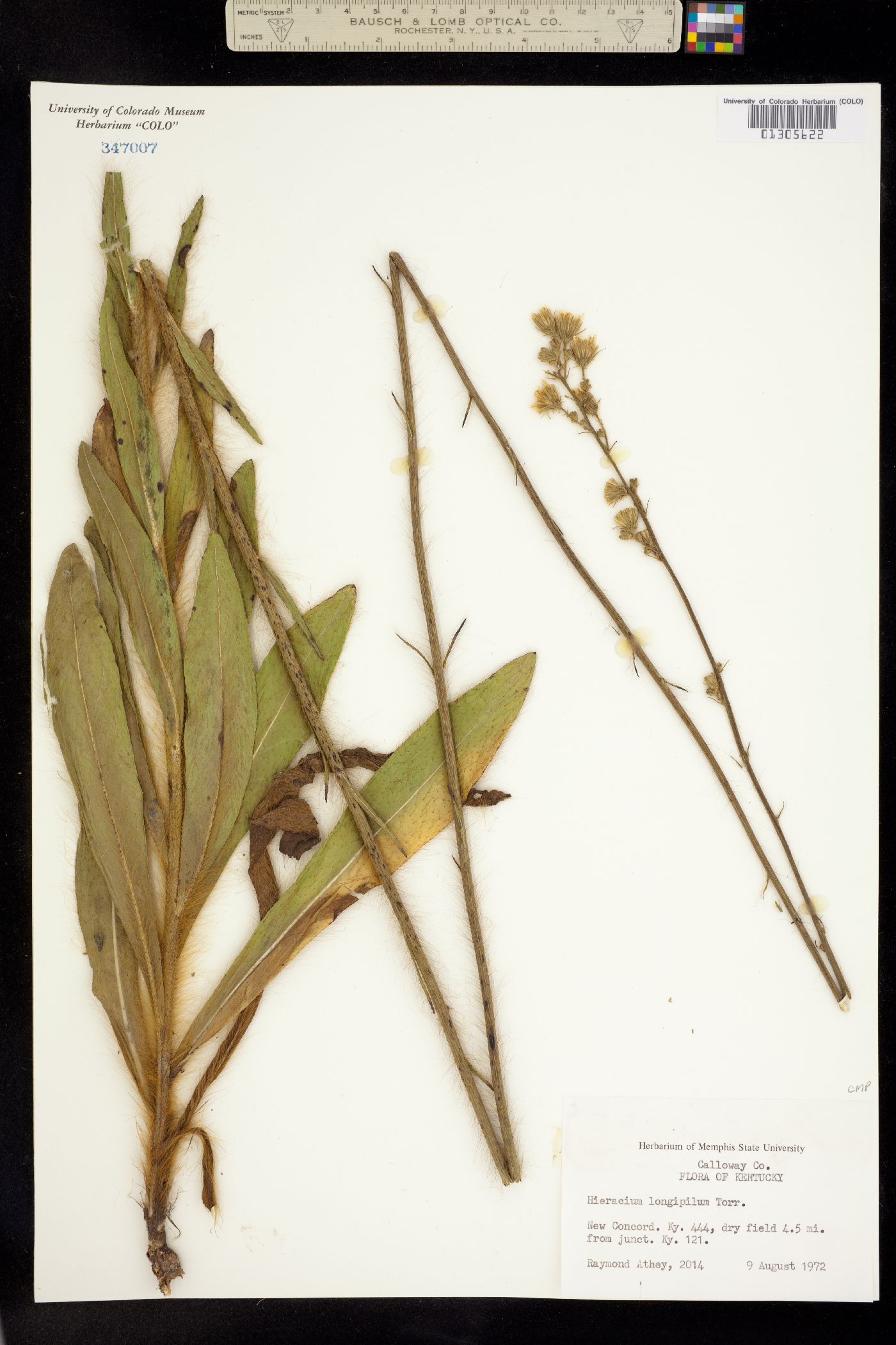 Hieracium longipilum image