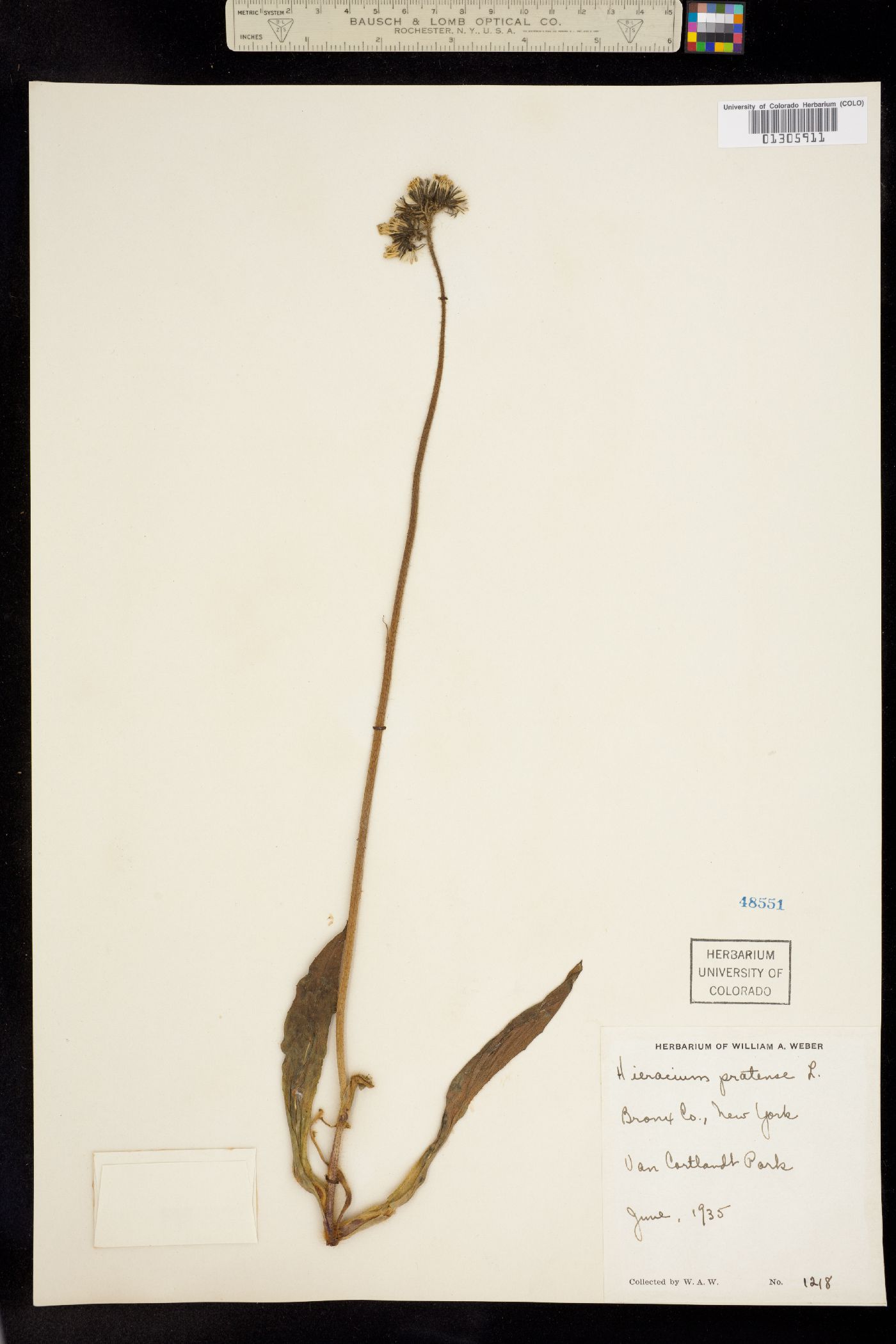 Hieracium caespitosum image