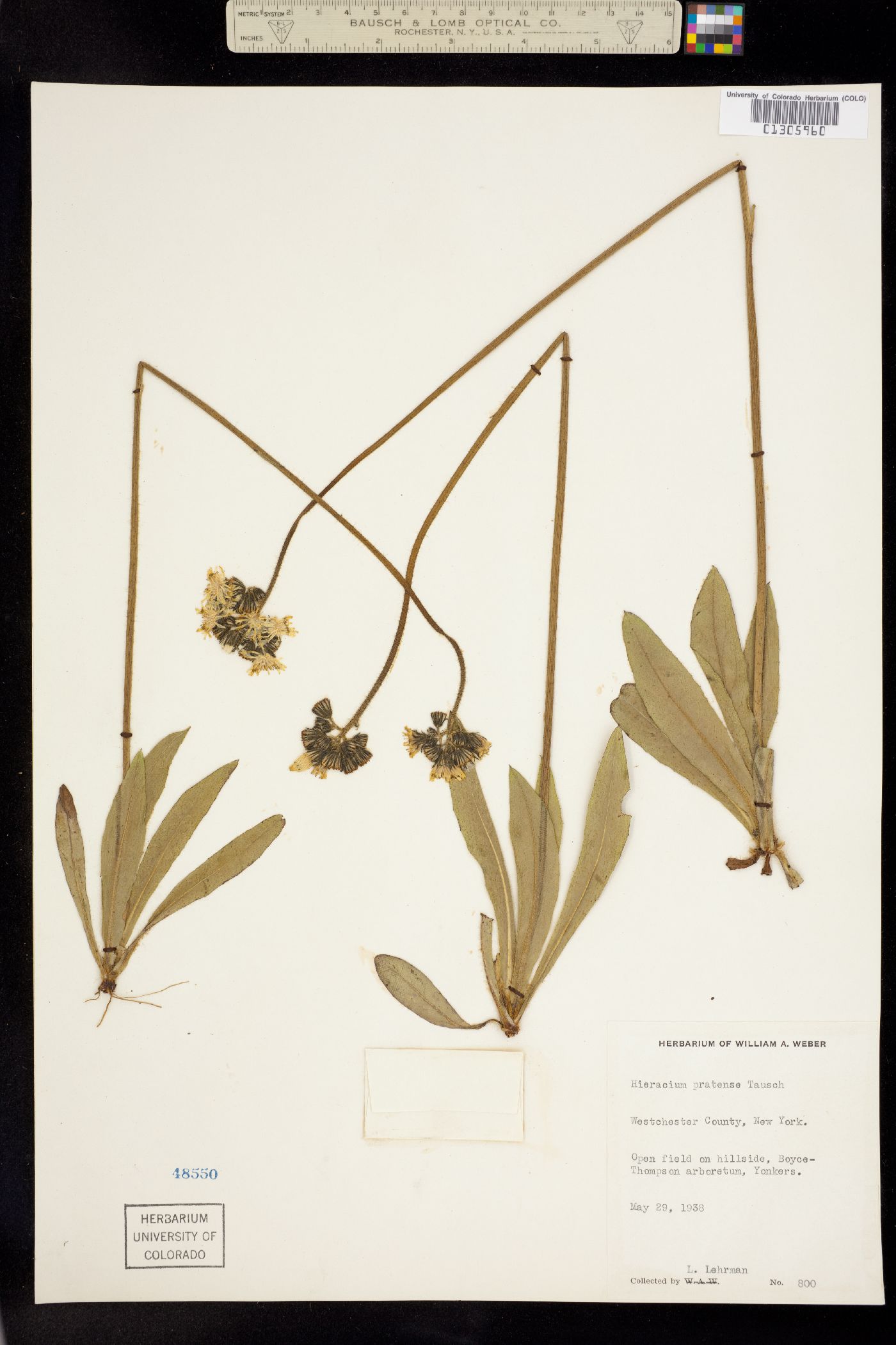 Hieracium caespitosum image