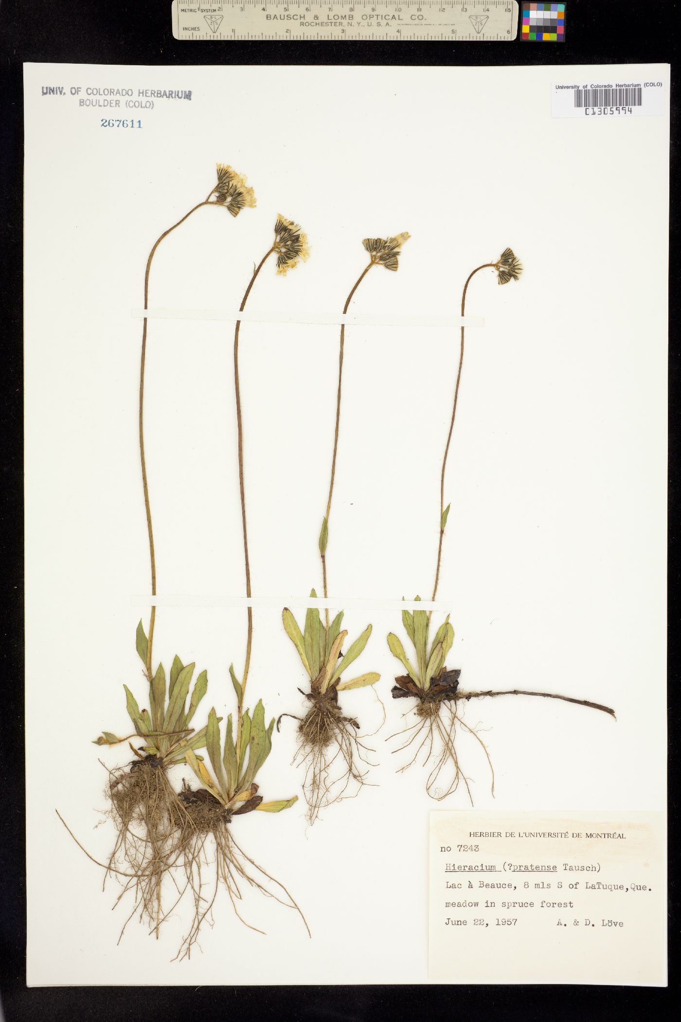 Hieracium caespitosum image