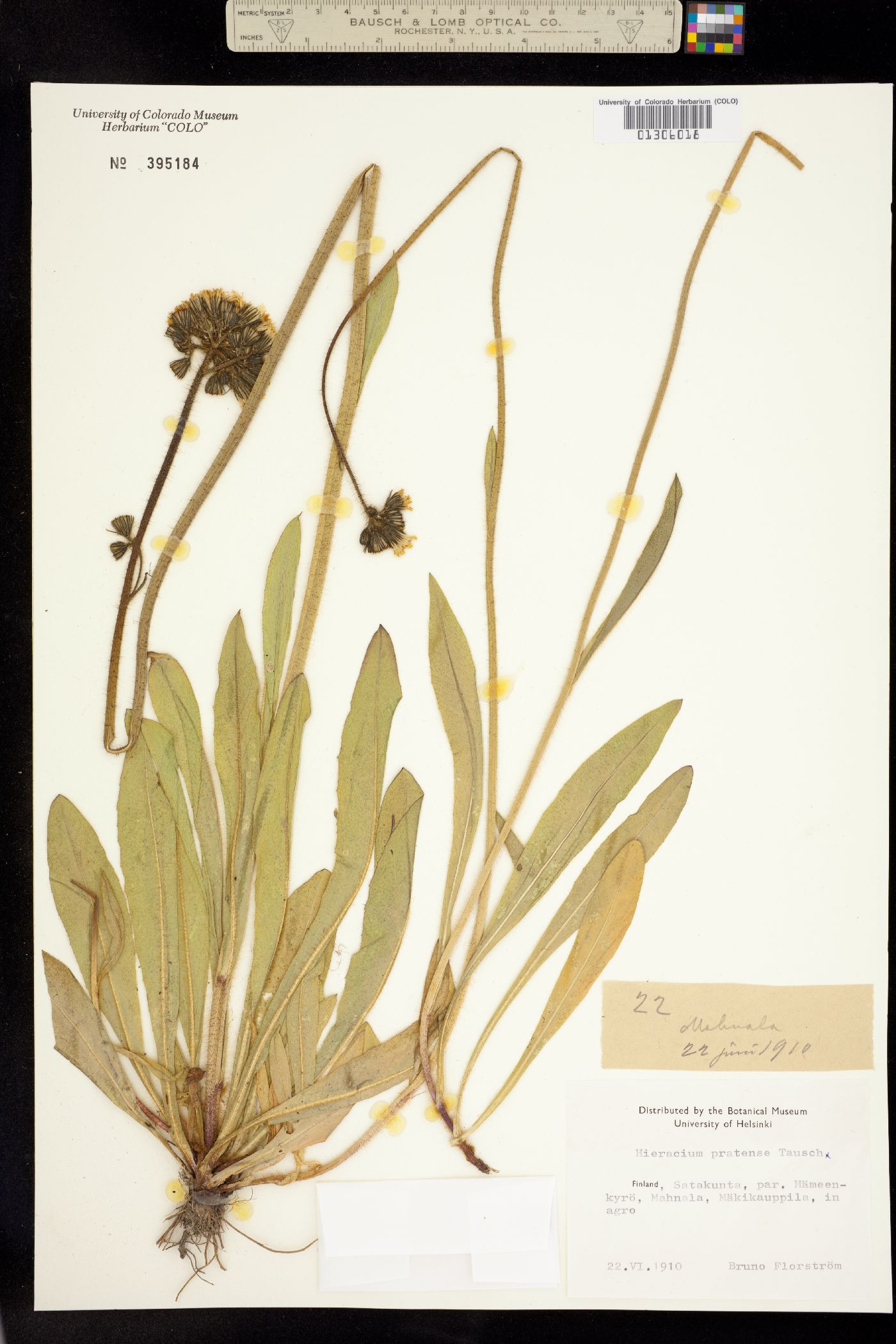 Hieracium image