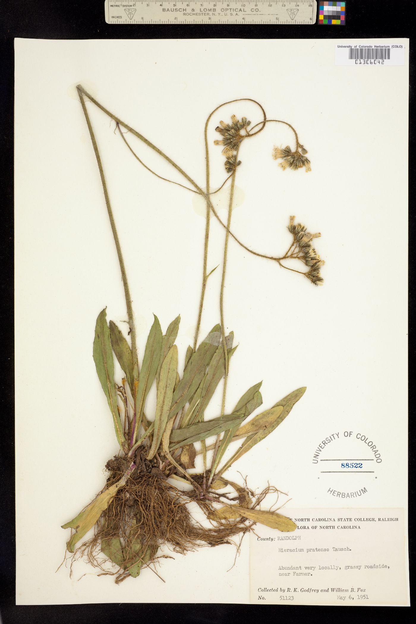 Hieracium caespitosum image