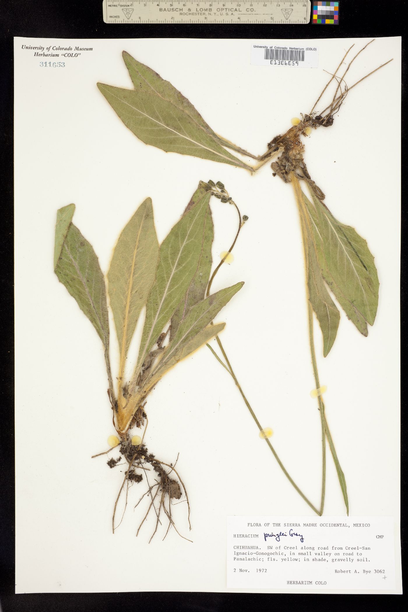 Hieracium pringlei image