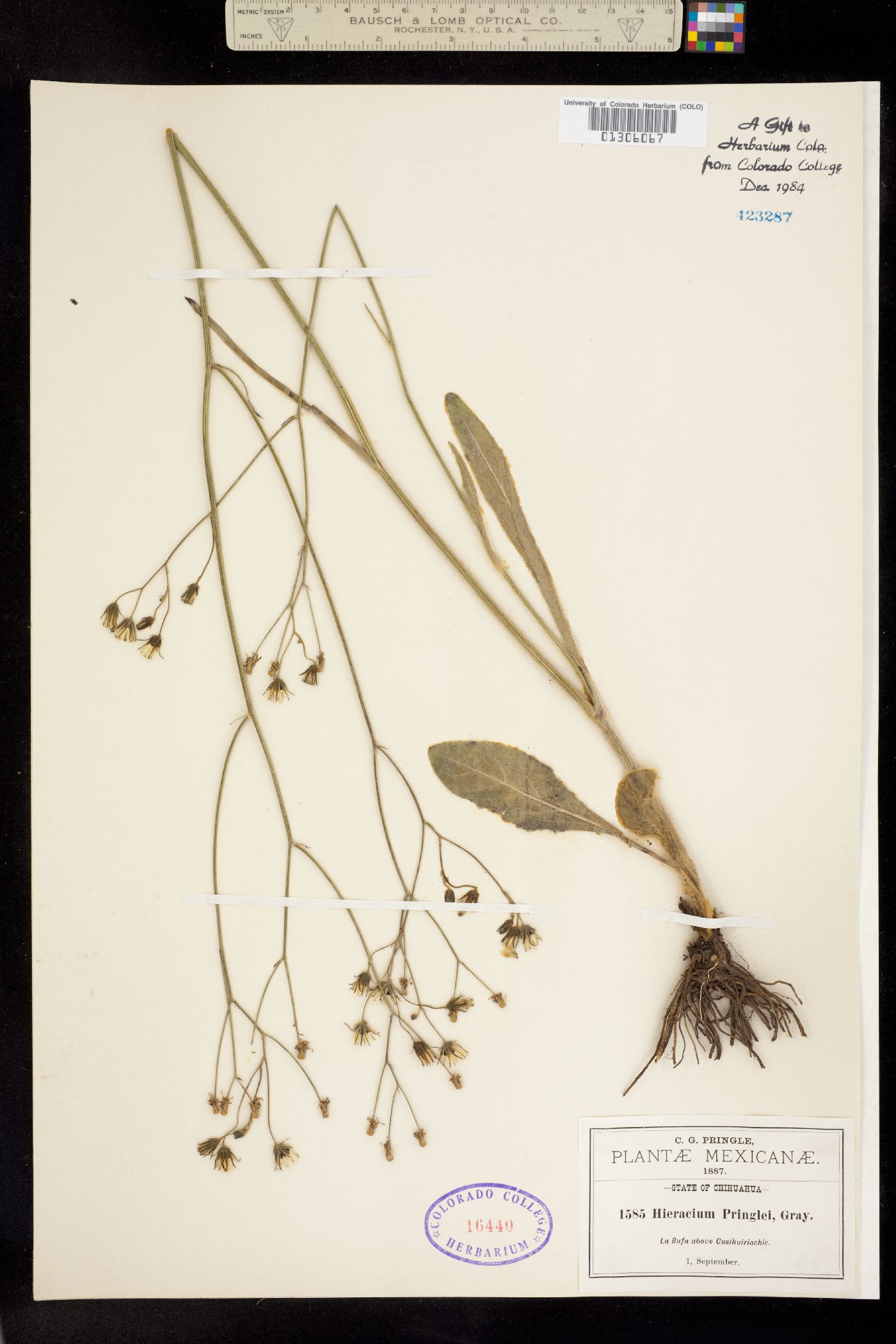 Hieracium pringlei image