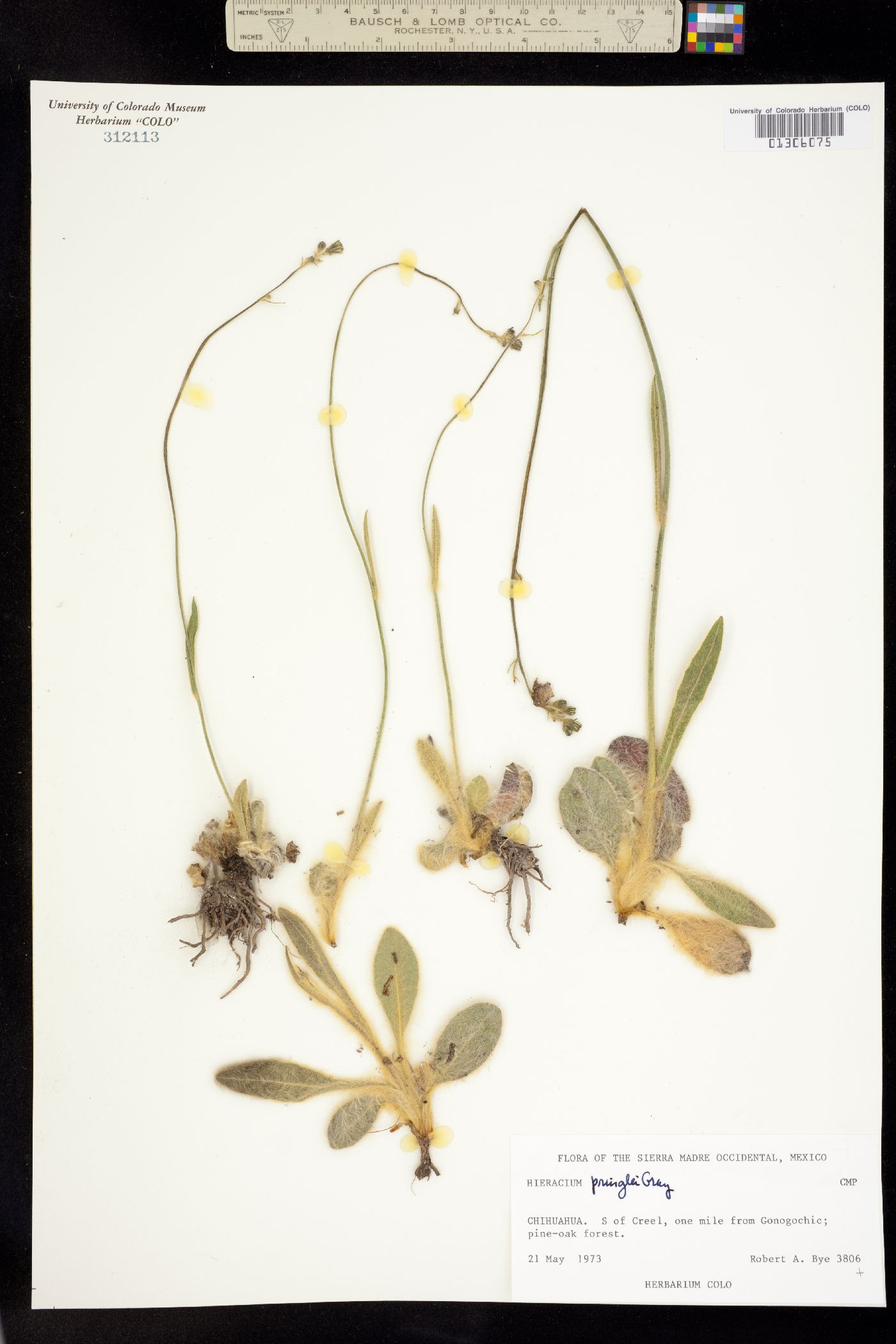 Hieracium pringlei image