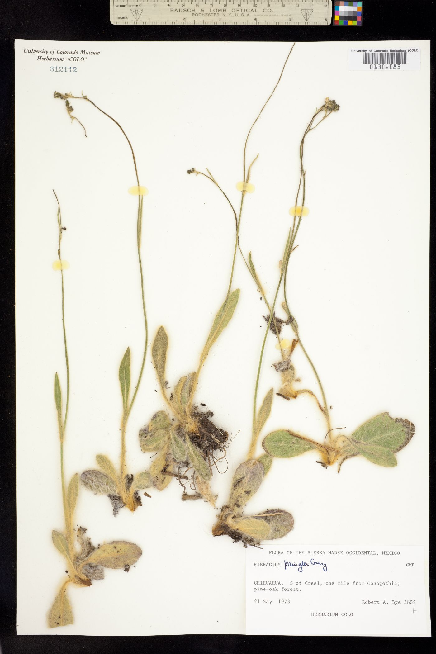 Hieracium pringlei image