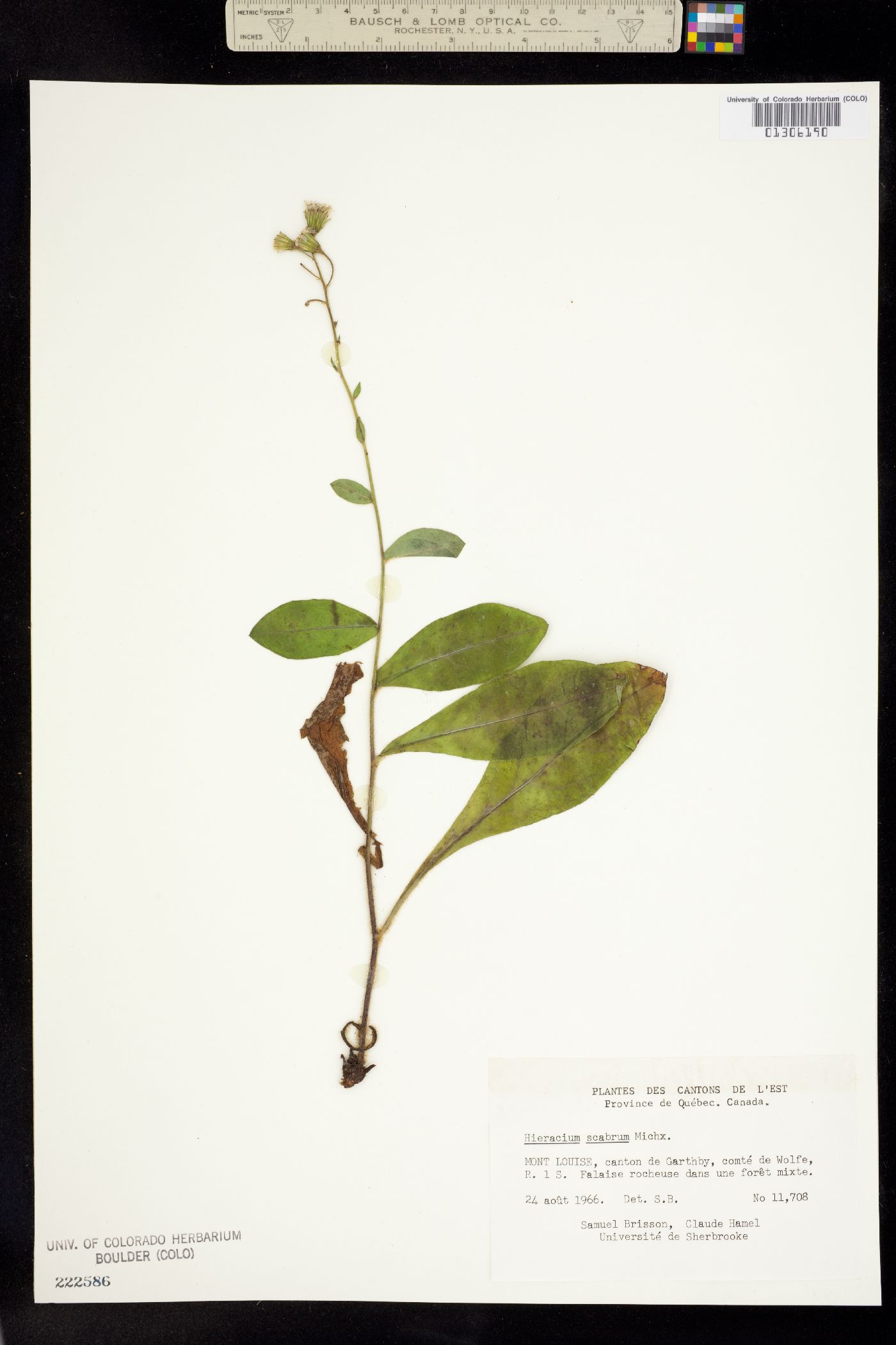 Hieracium scabrum image