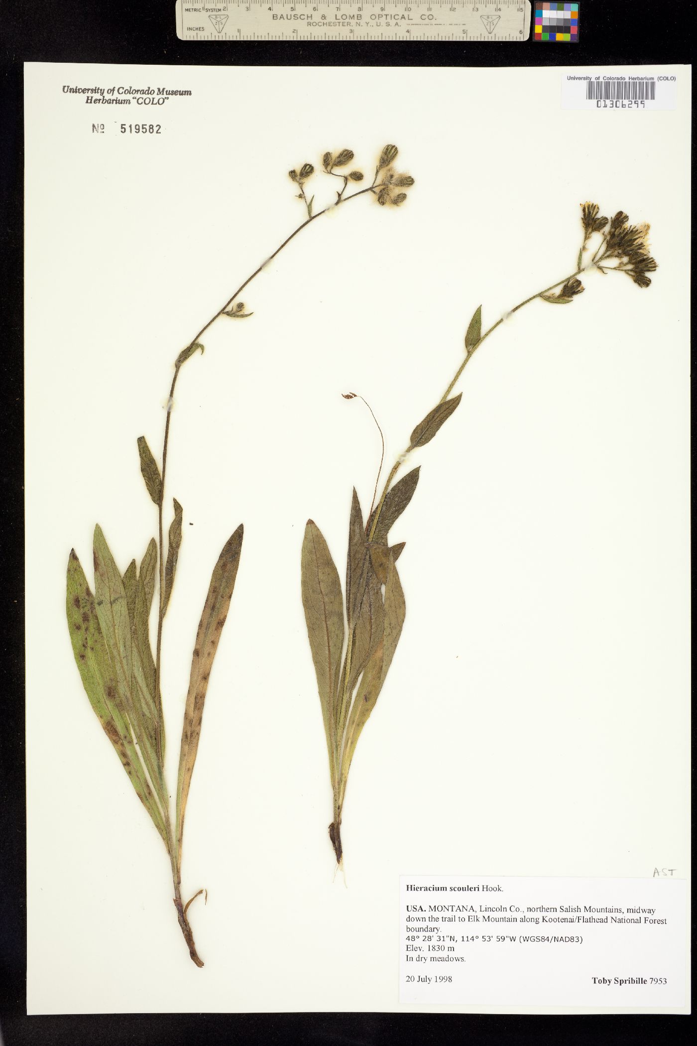 Hieracium scouleri image