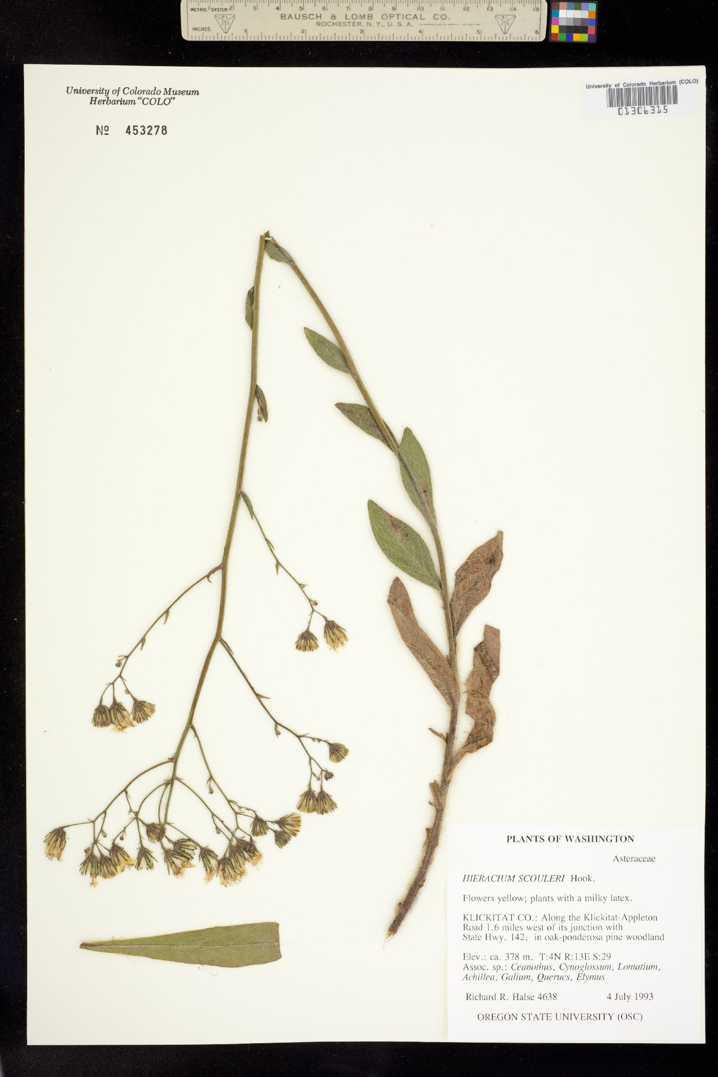 Hieracium scouleri image