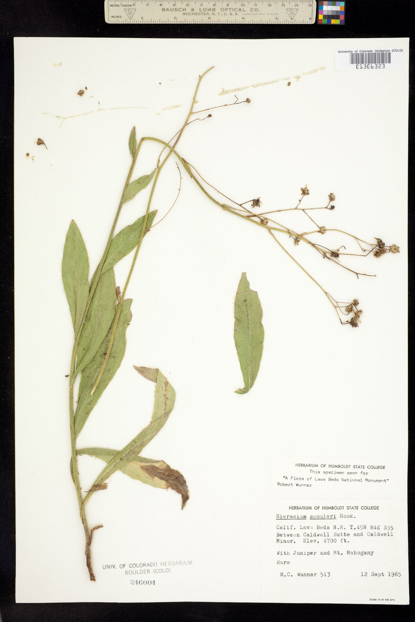 Hieracium scouleri image