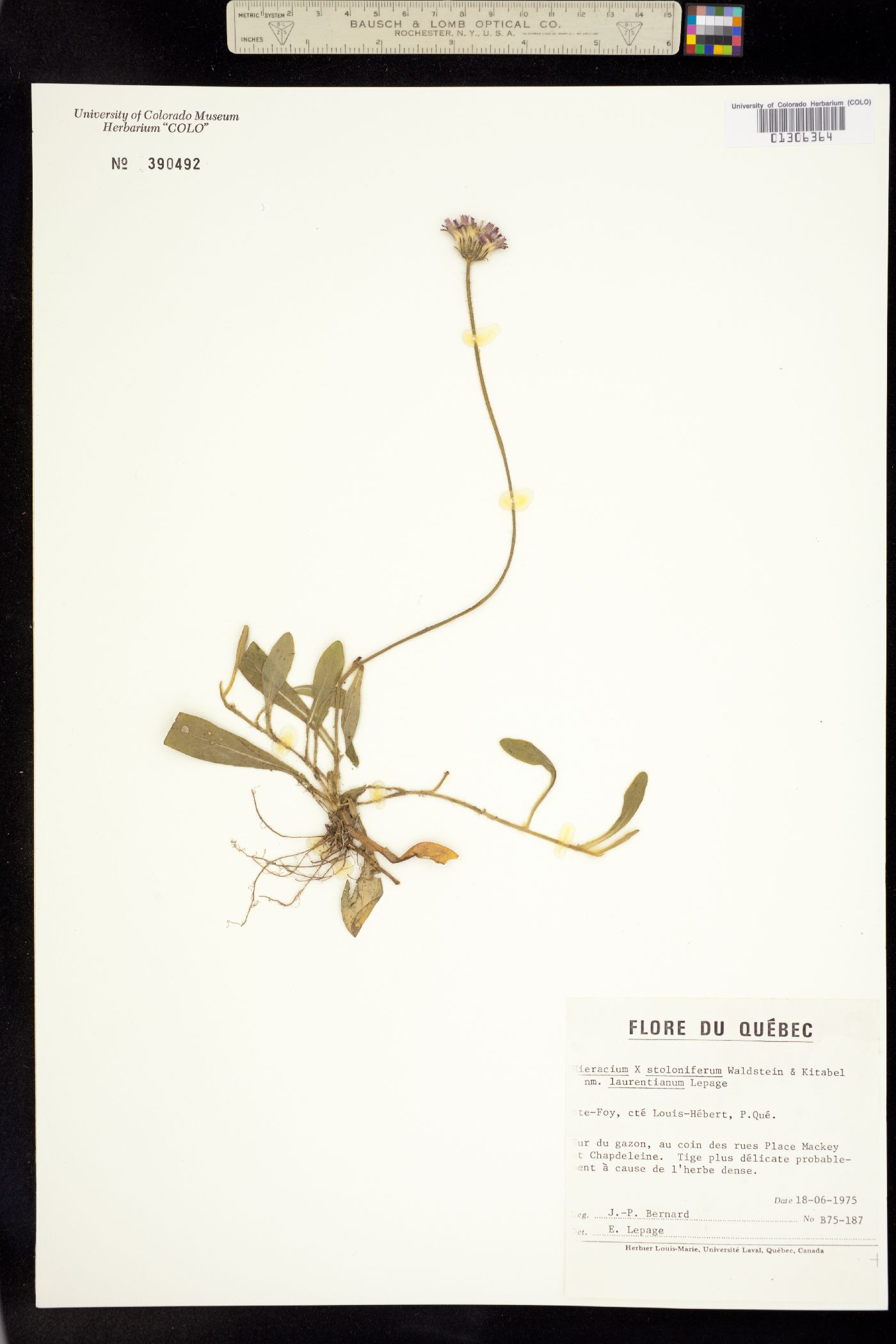 Hieracium stoloniferum image
