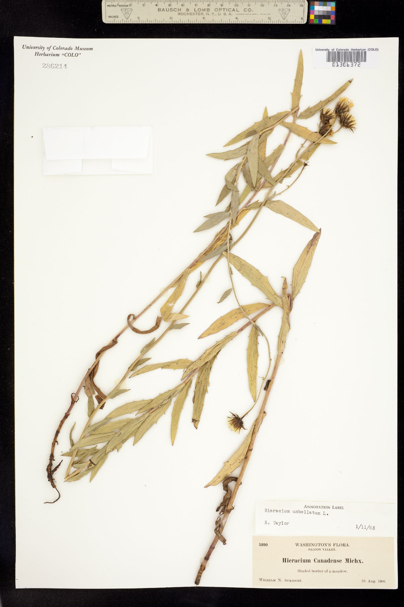 Hieracium umbellatum image