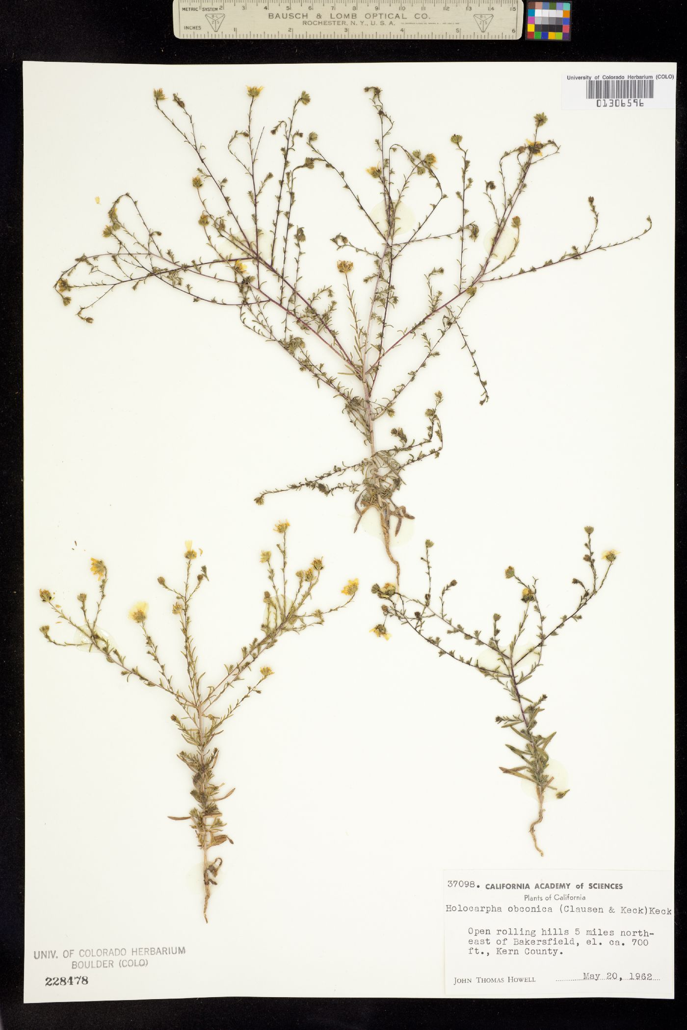 Holocarpha obconica image