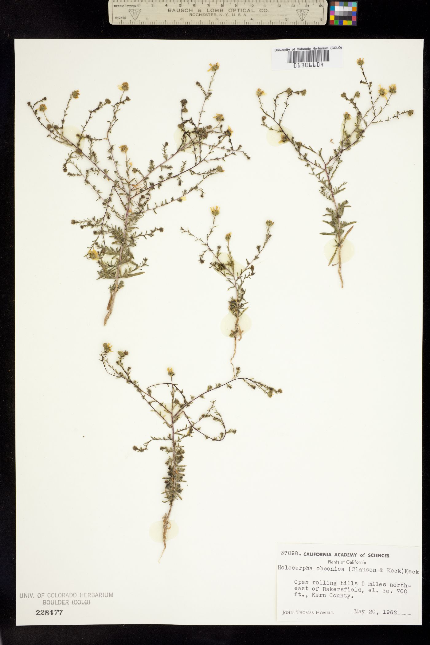Holocarpha obconica image