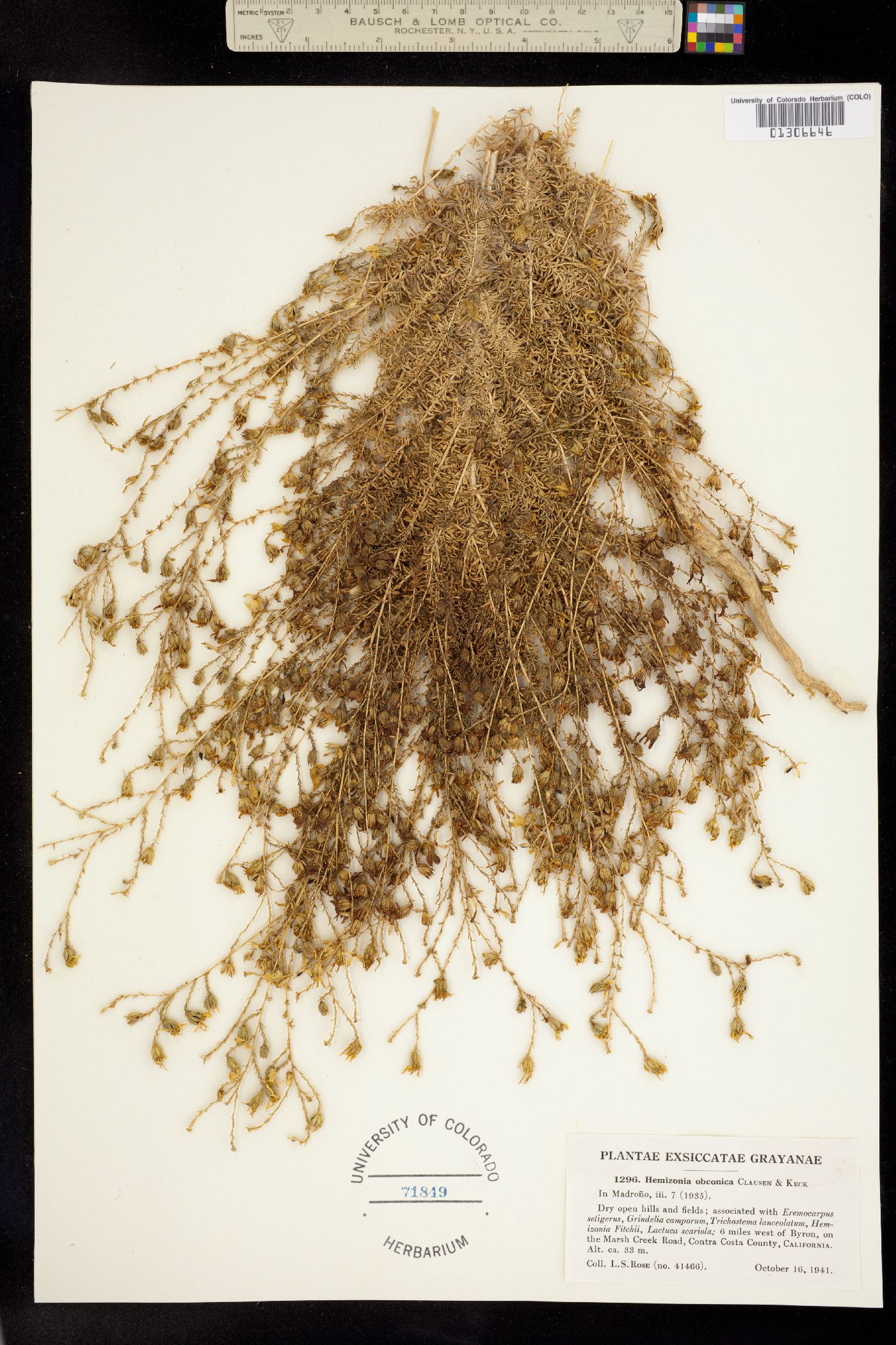 Holocarpha obconica image