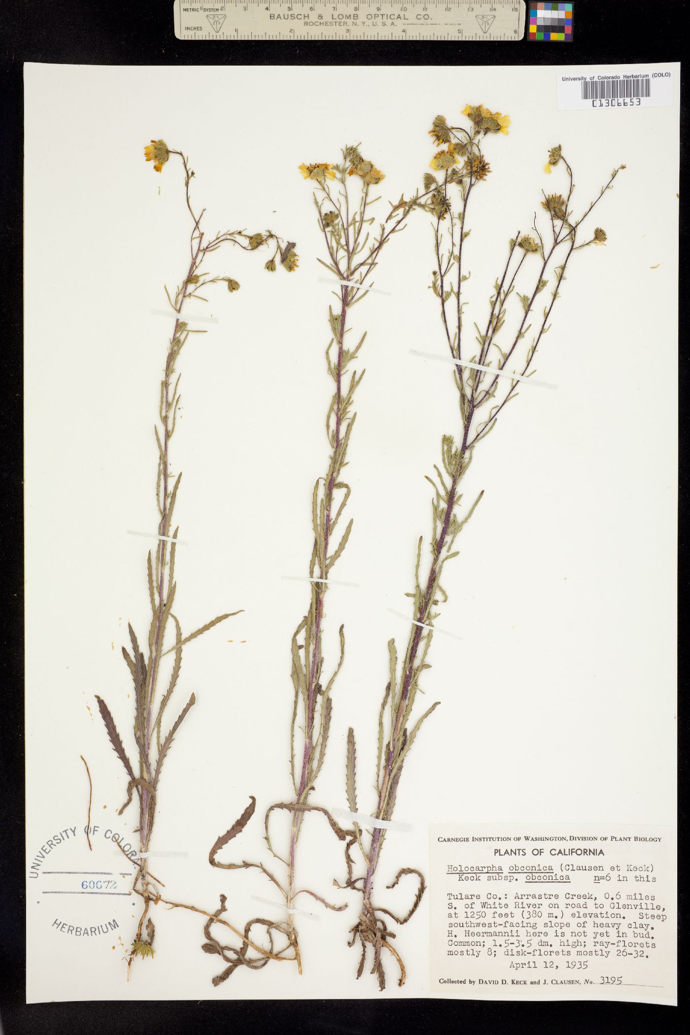 Holocarpha image
