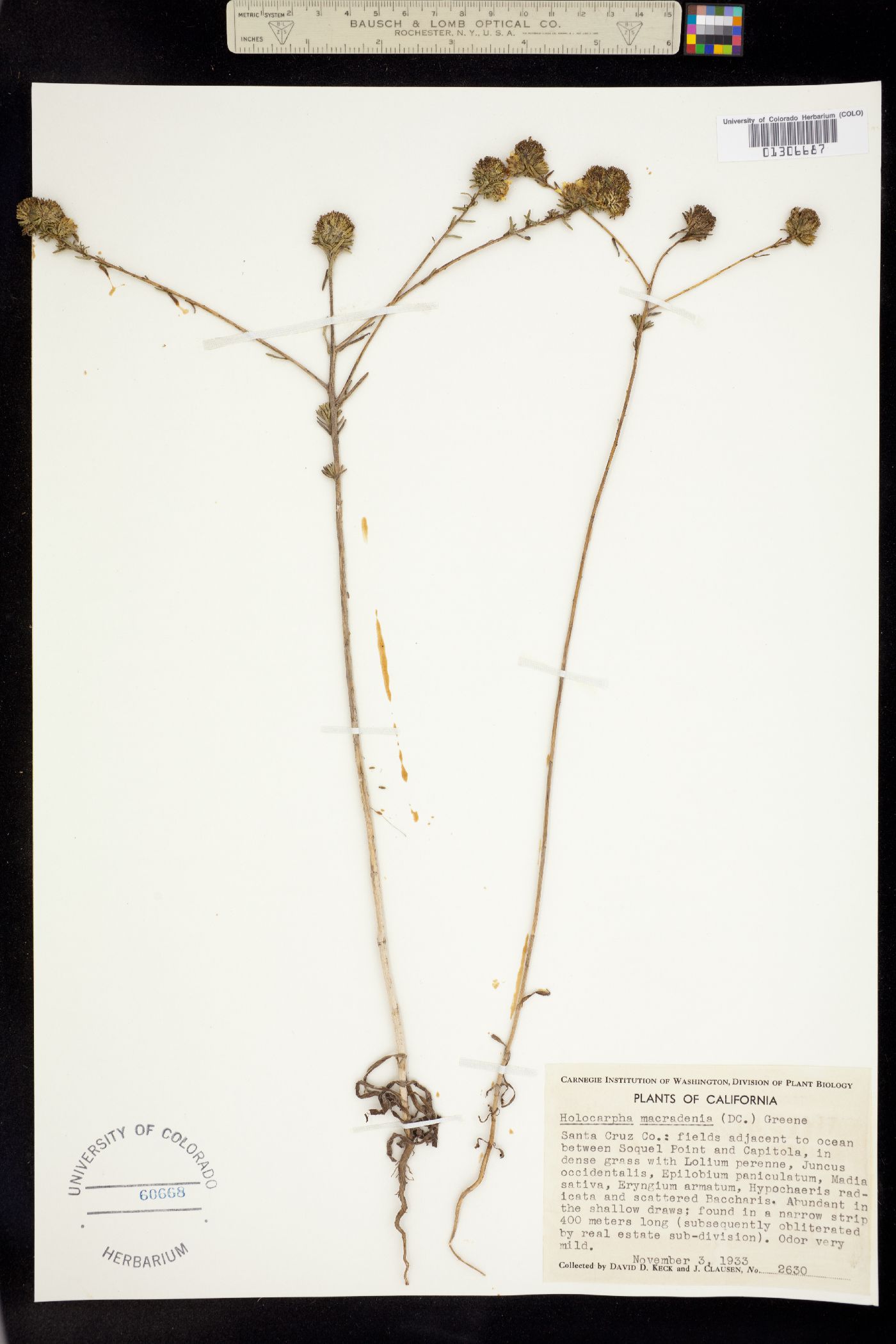 Holocarpha macradenia image