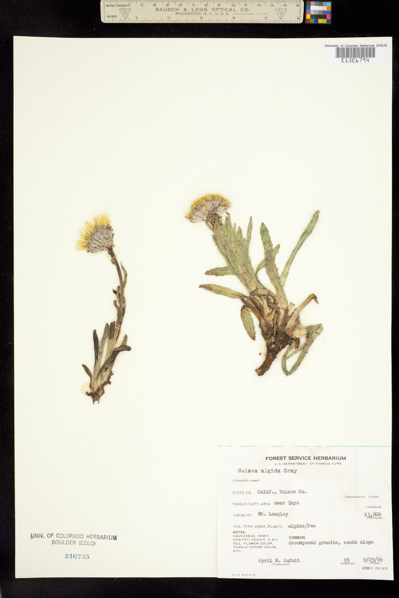 Hulsea algida image
